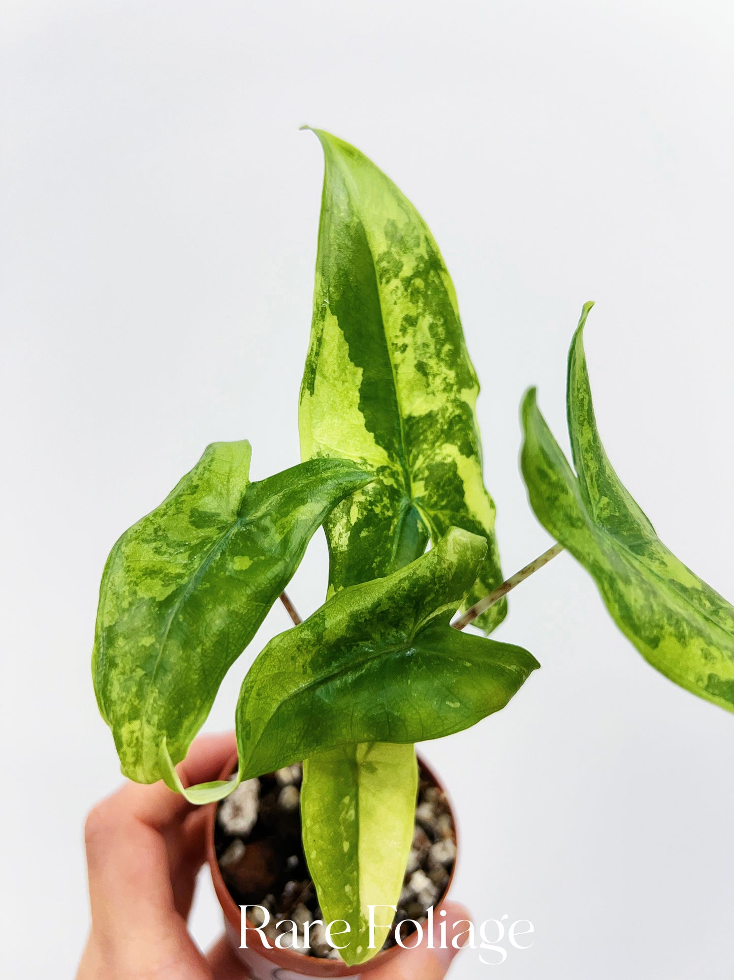 Alocasia Tigrina Superba Variegated 2”