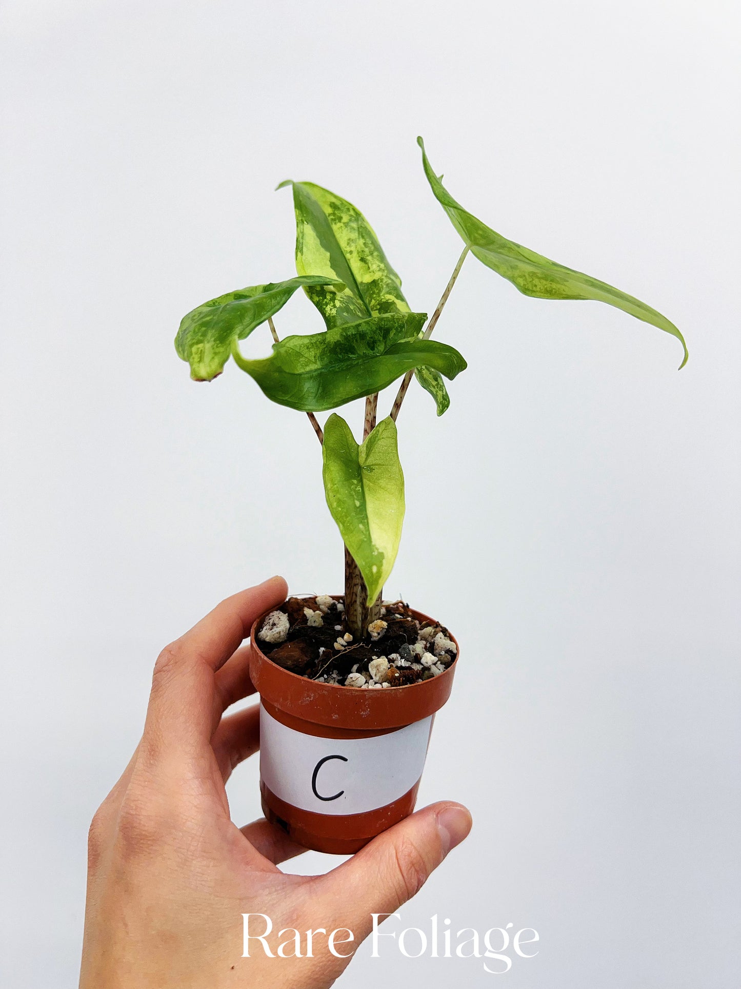 Alocasia Tigrina Superba Variegated 2”