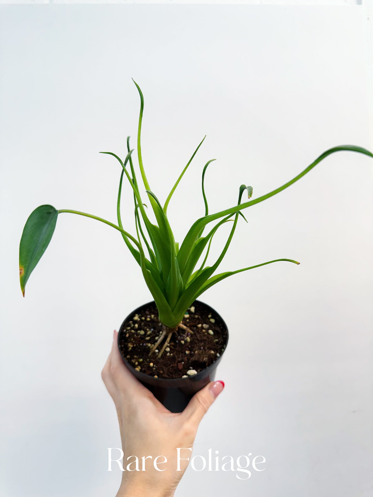 Alocasia Tiny Dancer Mutation 4" Exact Plant