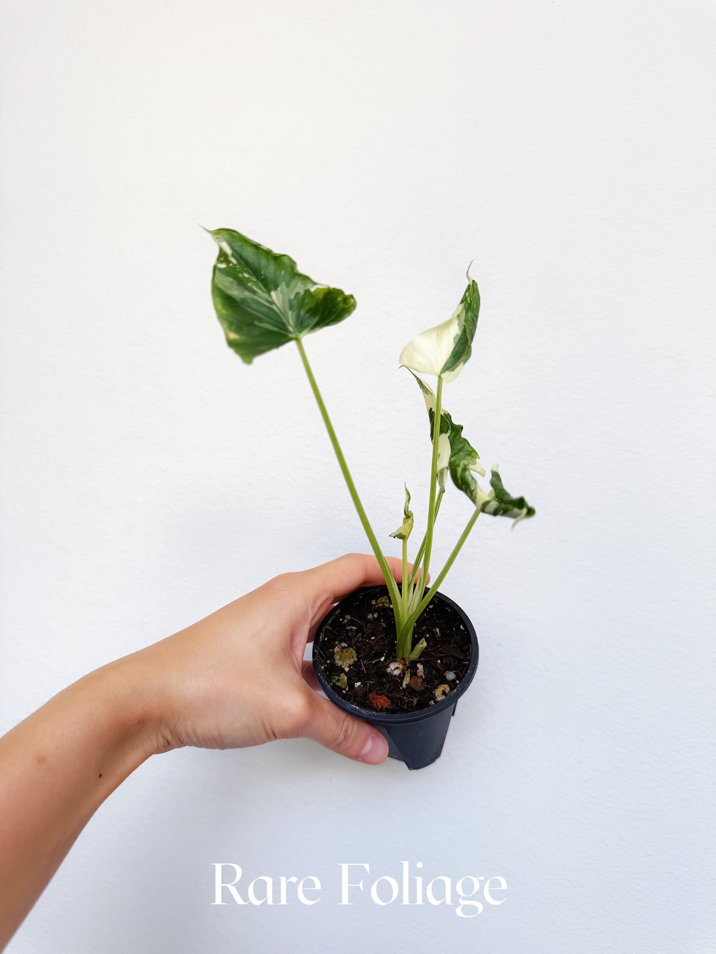 Alocasia Triangularis Albo Variegated 3" Exact Plant