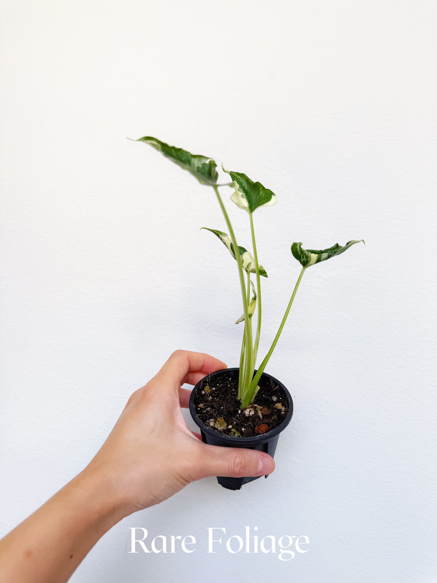Alocasia Triangularis Albo Variegated 3" Exact Plant