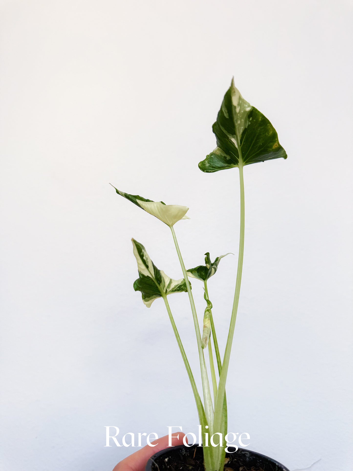 Alocasia Triangularis Albo Variegated 3" Exact Plant