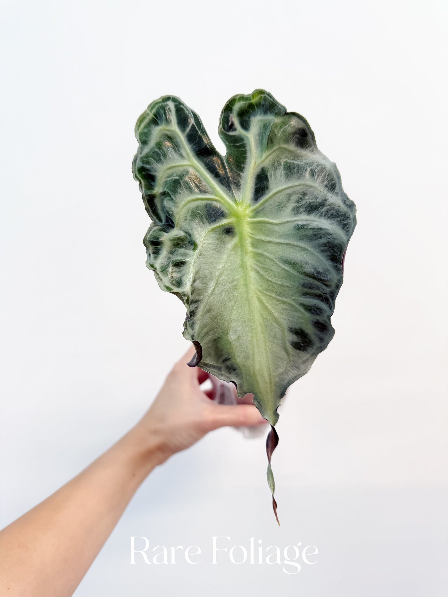 Alocasia Venom 4" Big Plant