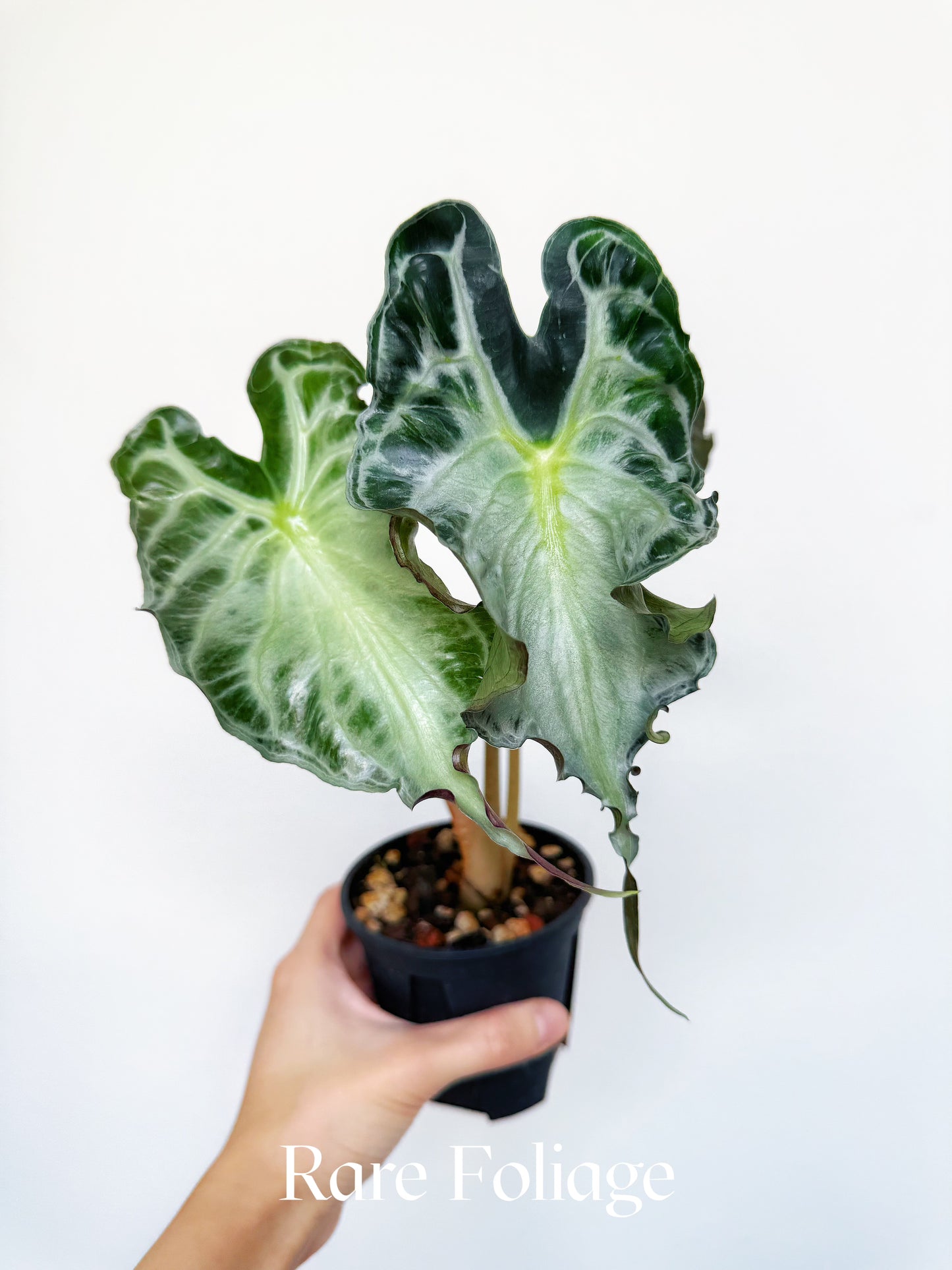 Alocasia Venom 4" Big Plant