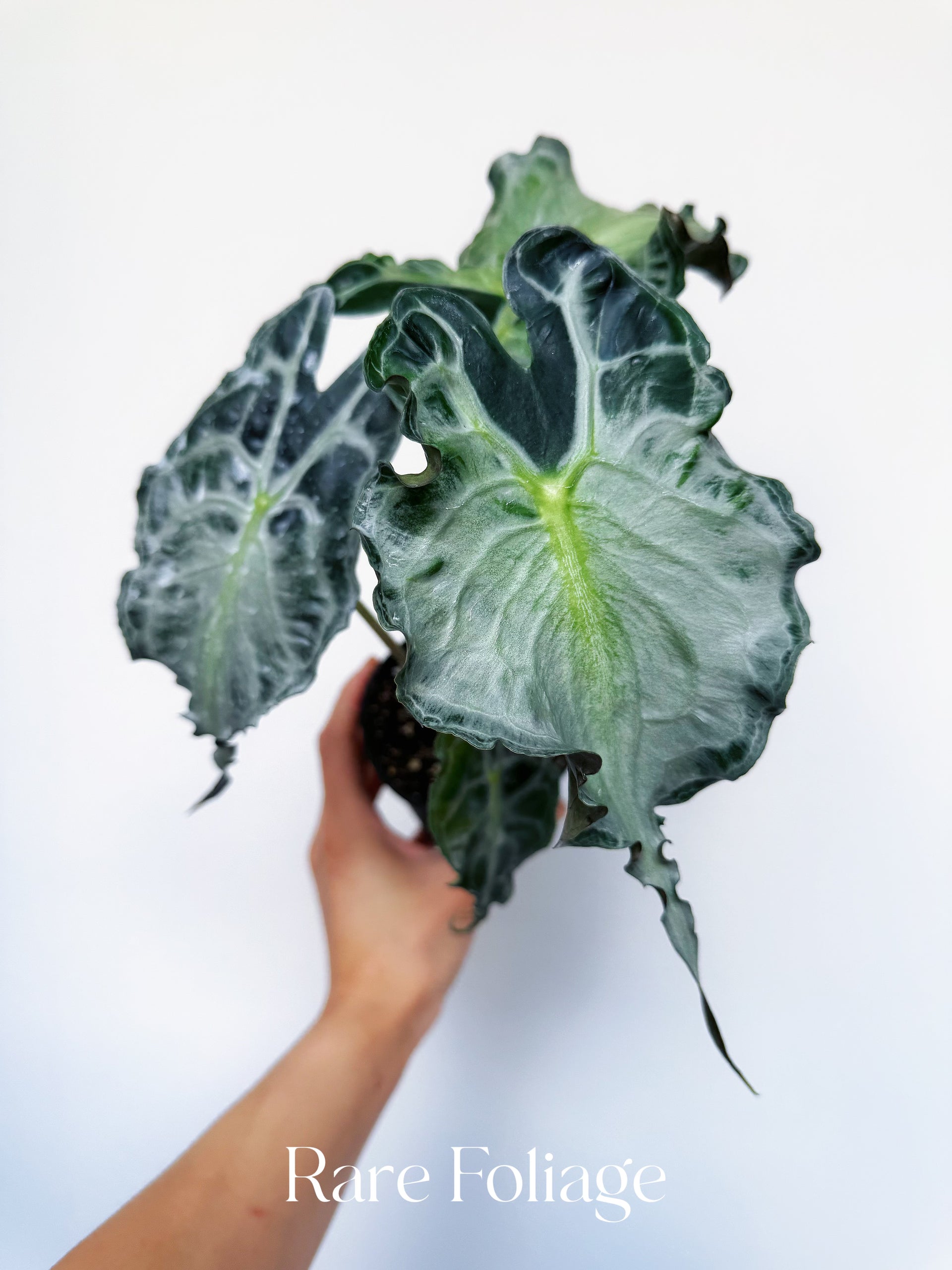 Alocasia Venom 4