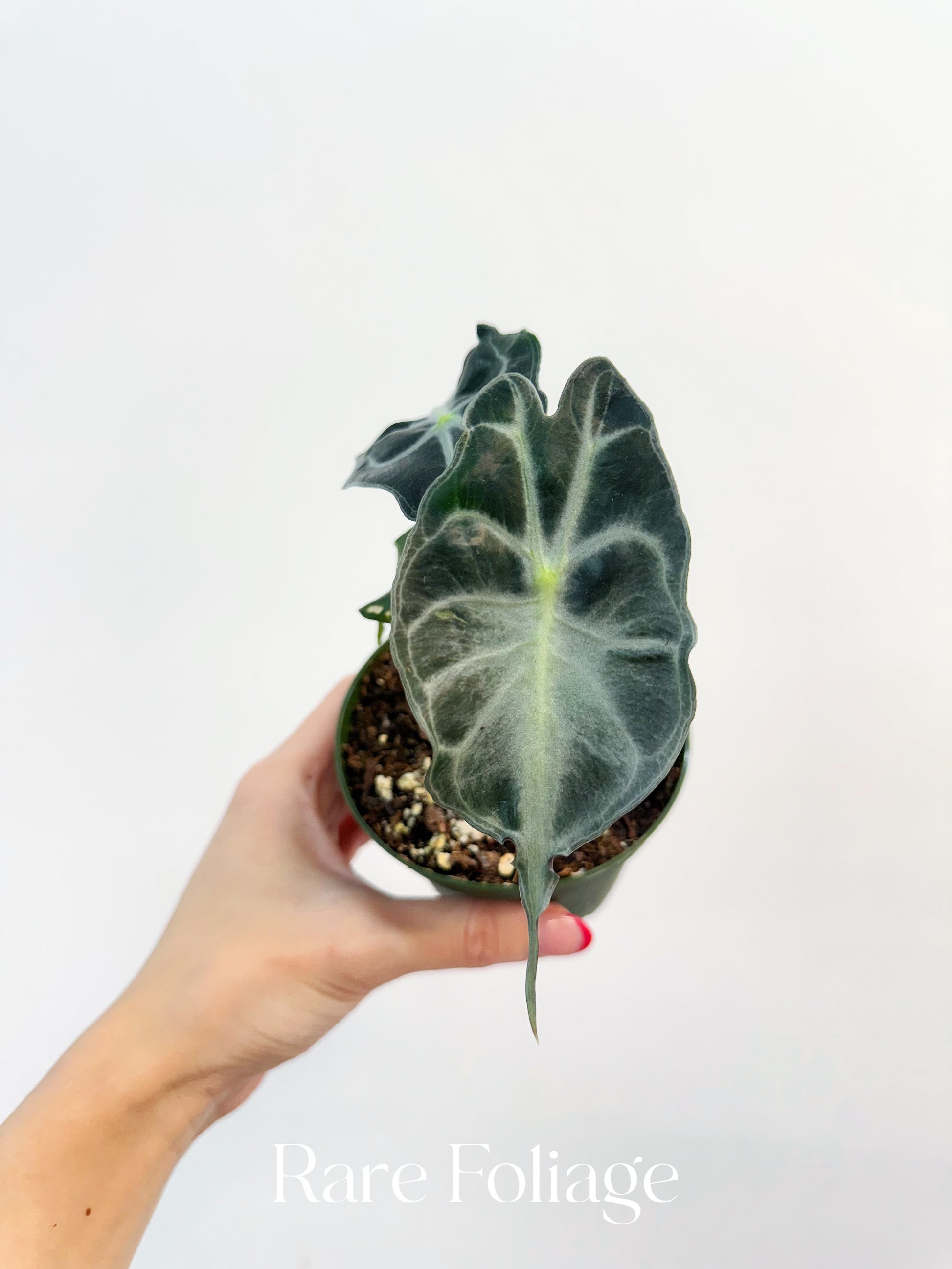 アボカドリームタイヤ4 Alocasia Venom 4