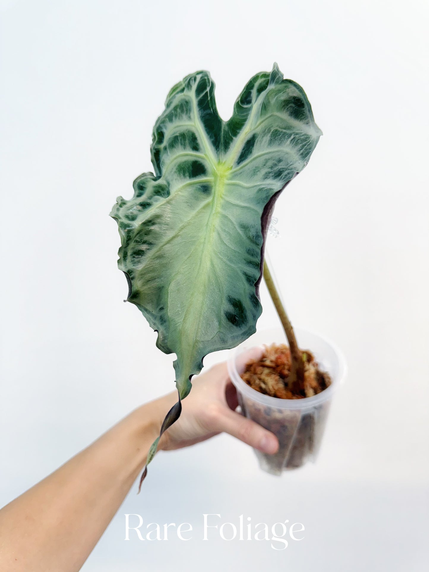 Alocasia Venom 4" Big Plant