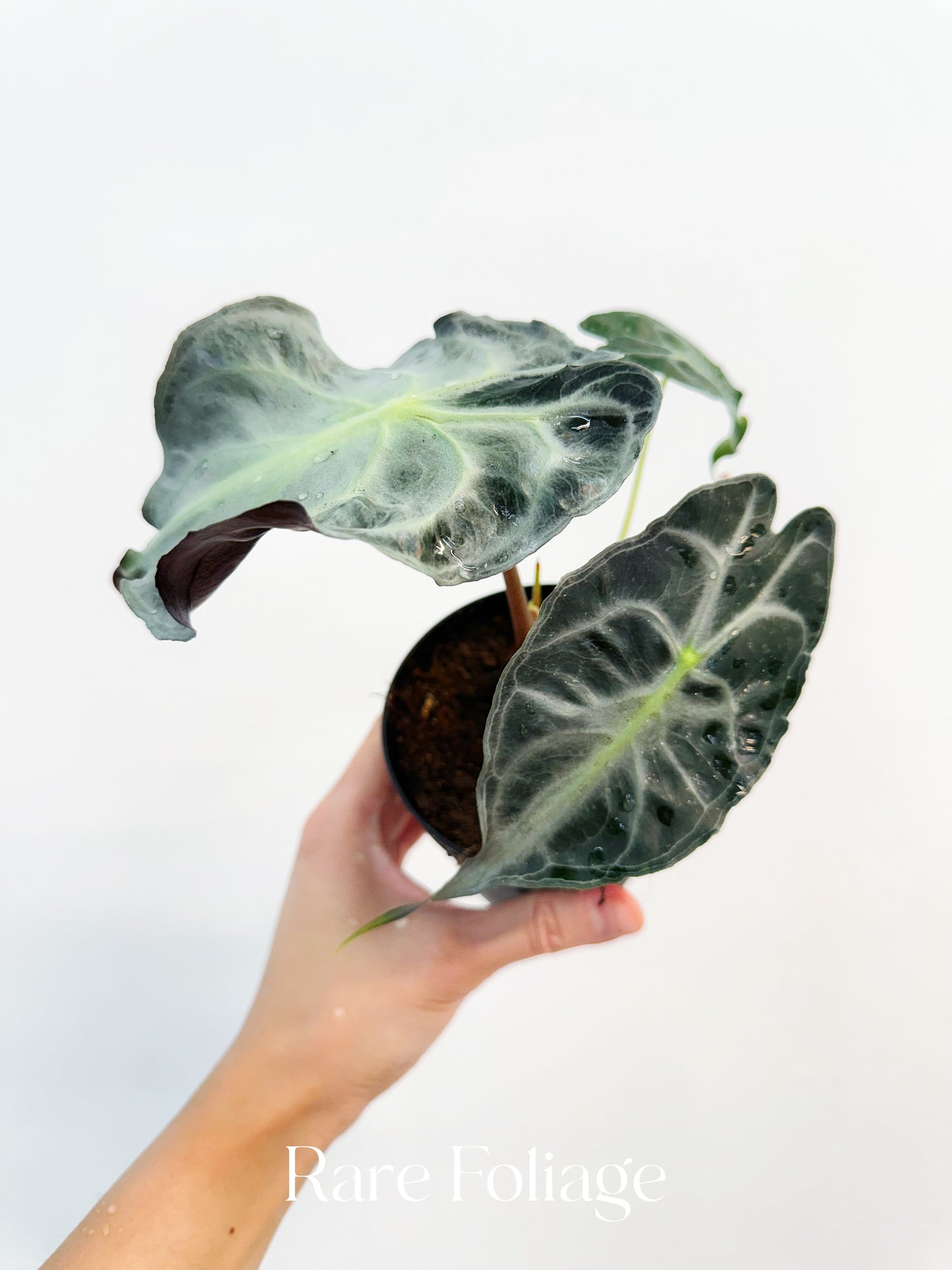 Alocasia Venom 4” Mother Plant