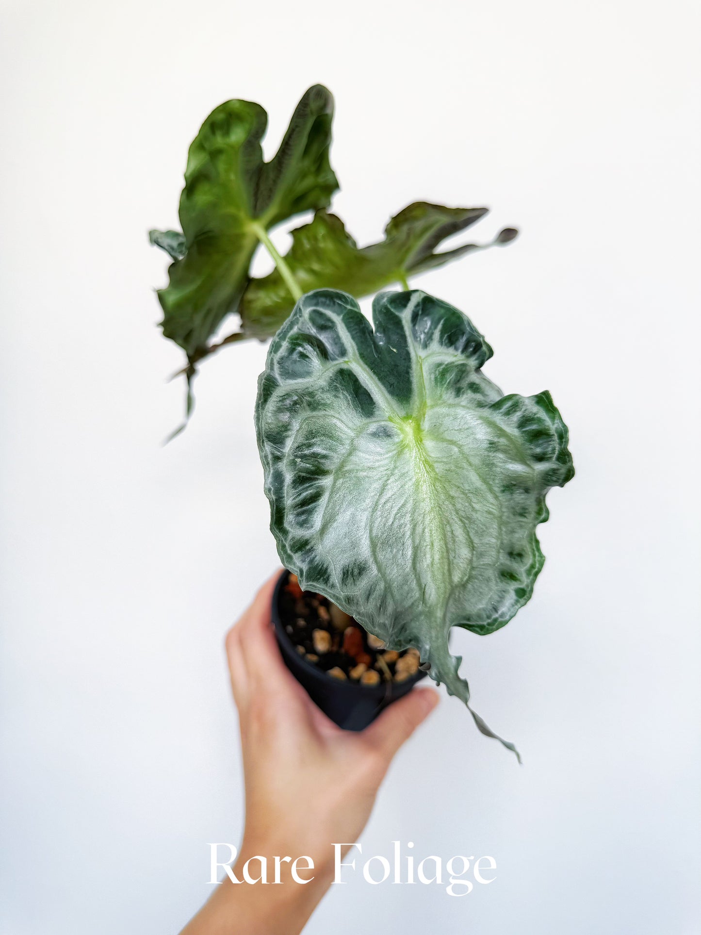 Alocasia Venom 4" Big Plant