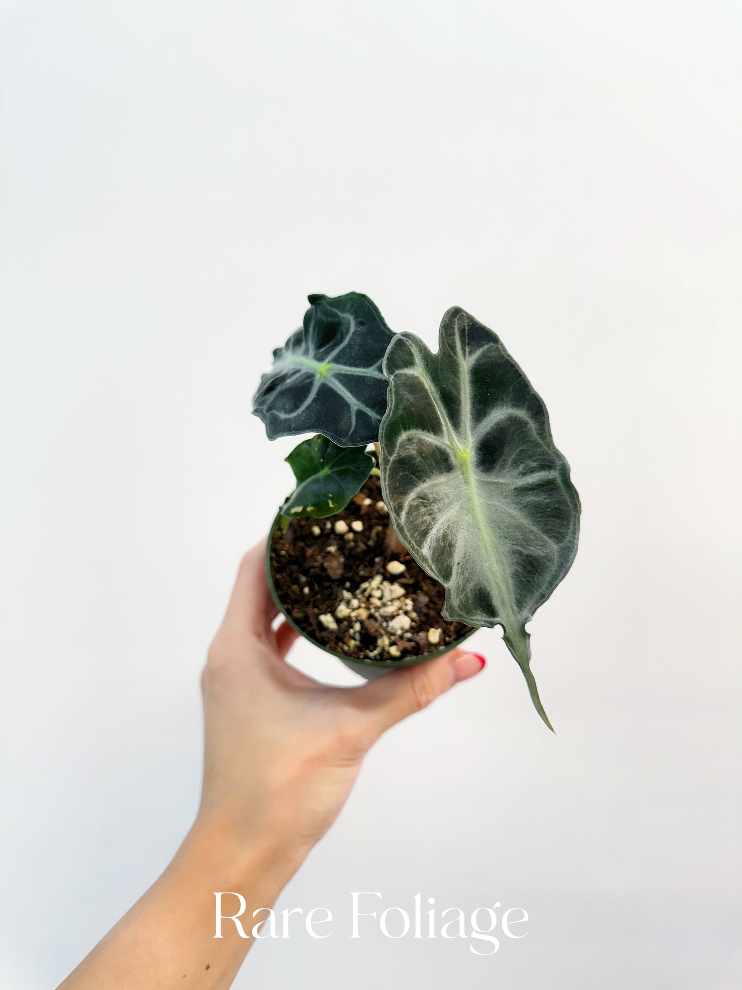 Alocasia Venom 4