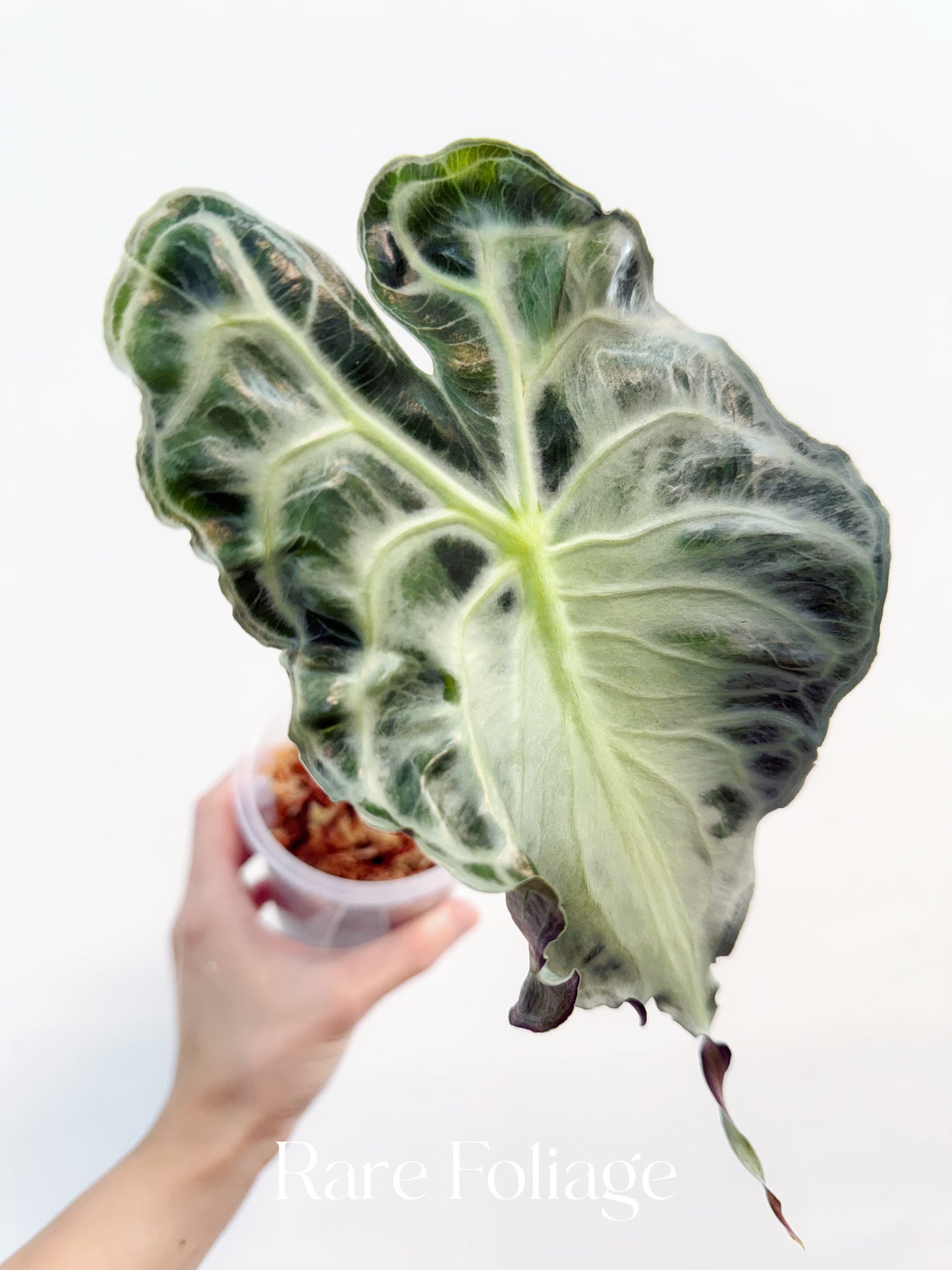 Alocasia Venom 4" Big Plant
