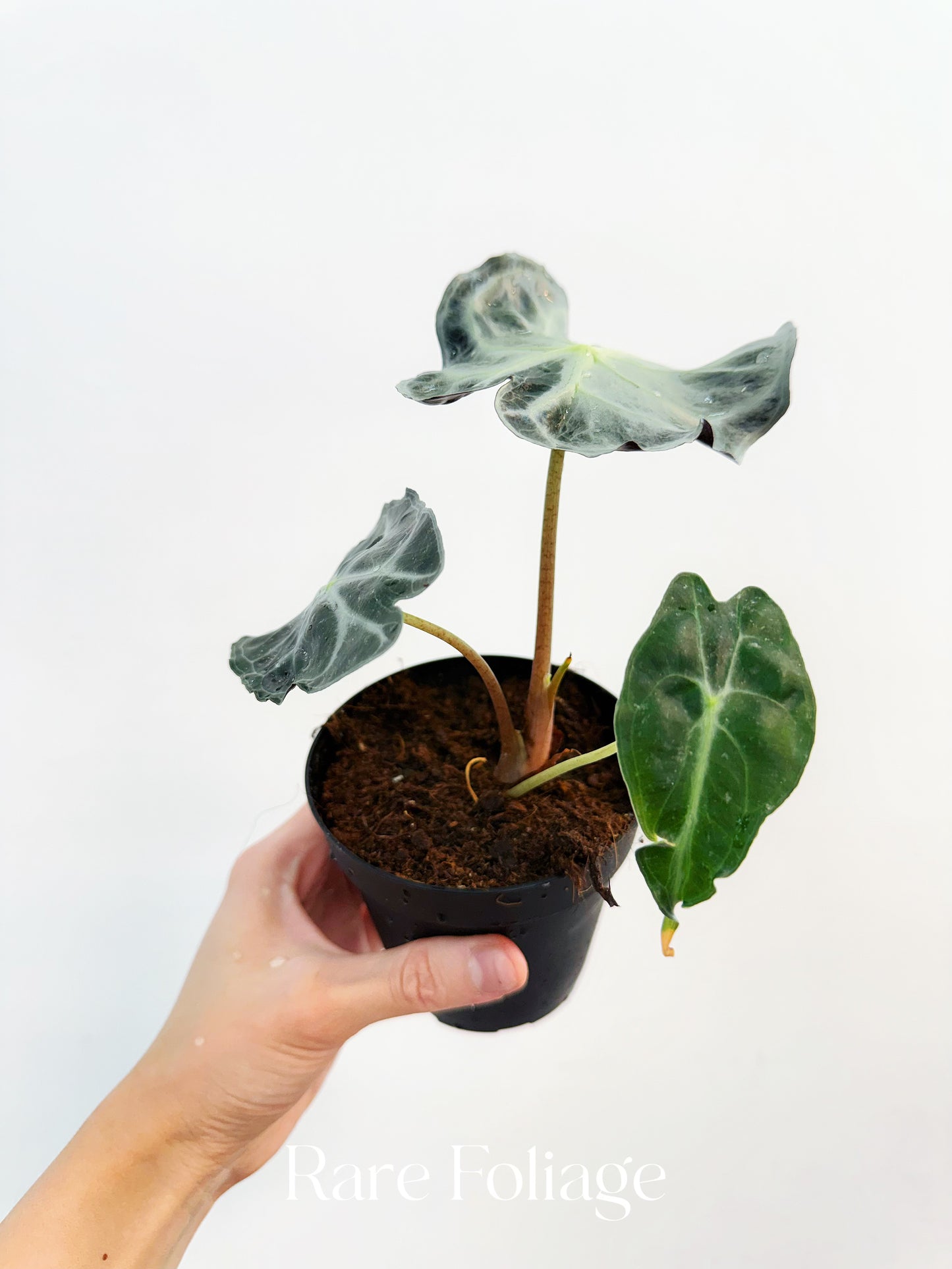 Alocasia Venom 4” Mother Plant