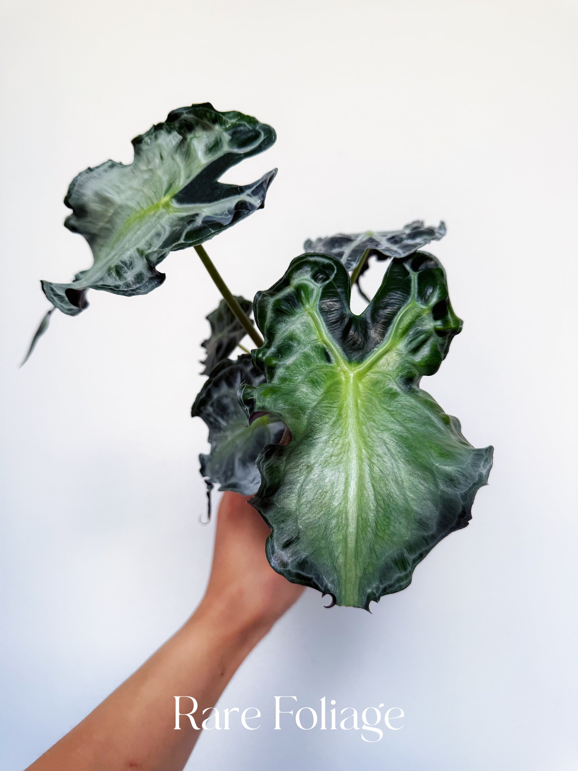 Alocasia Venom 4