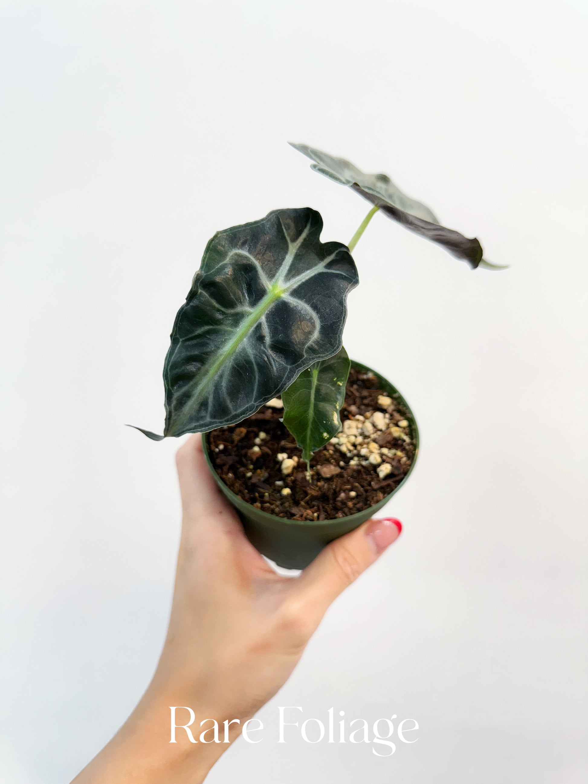 Alocasia Venom 4
