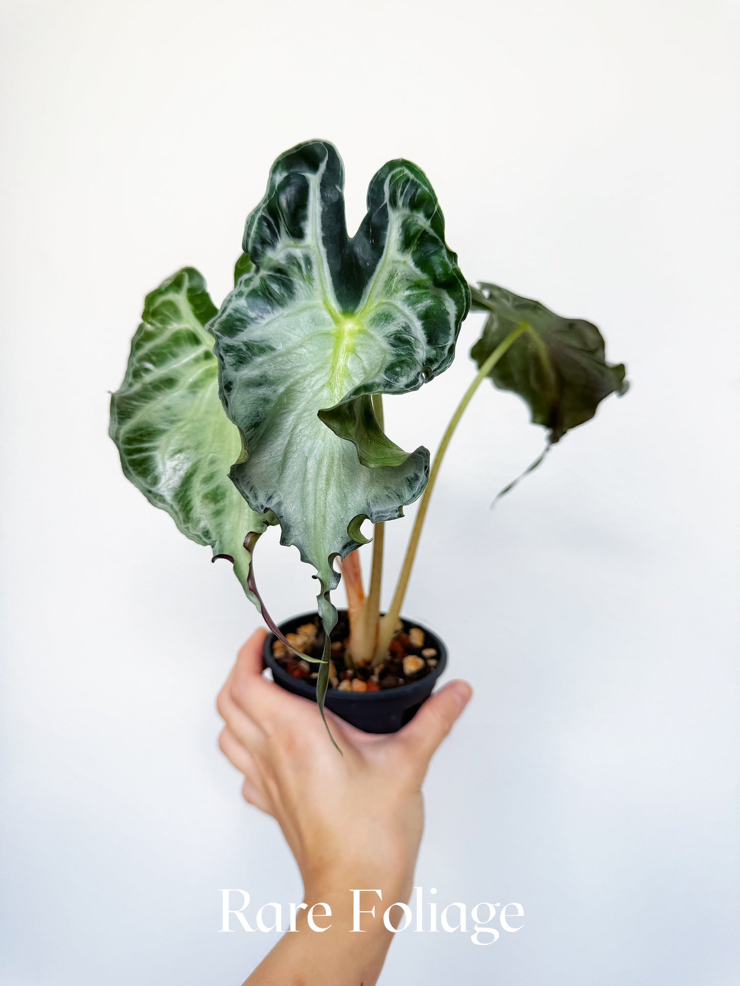 Alocasia Venom 4" Big Plant