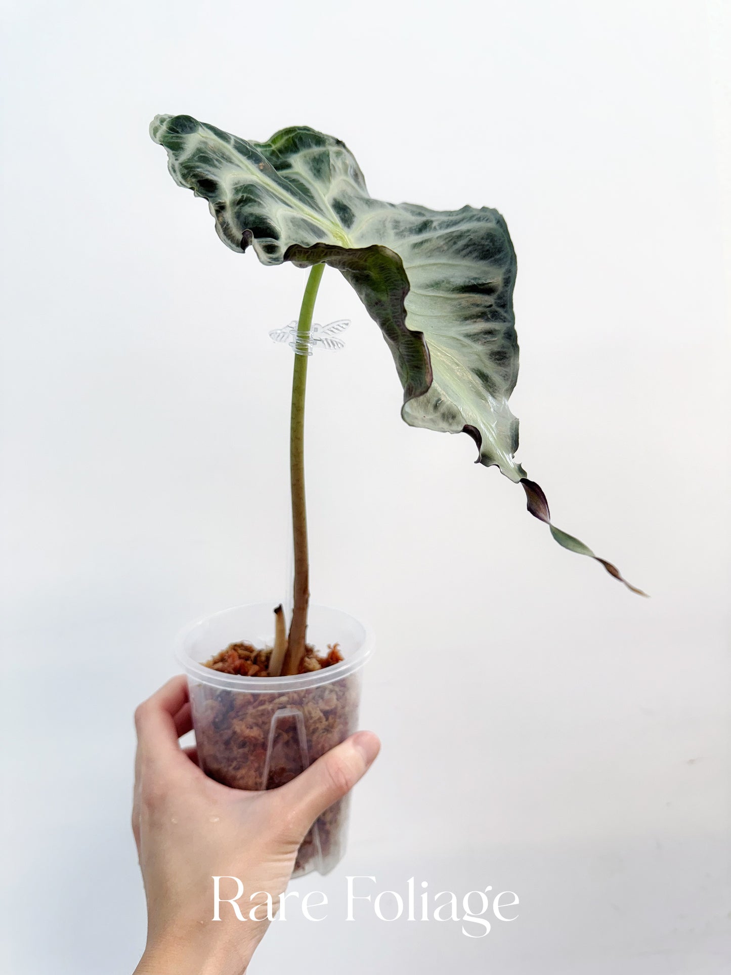Alocasia Venom 4" Big Plant