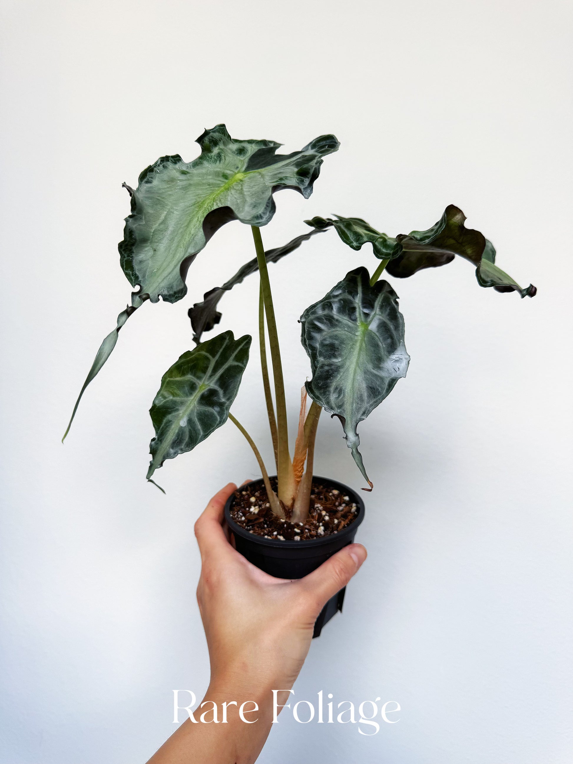 Alocasia Venom 4