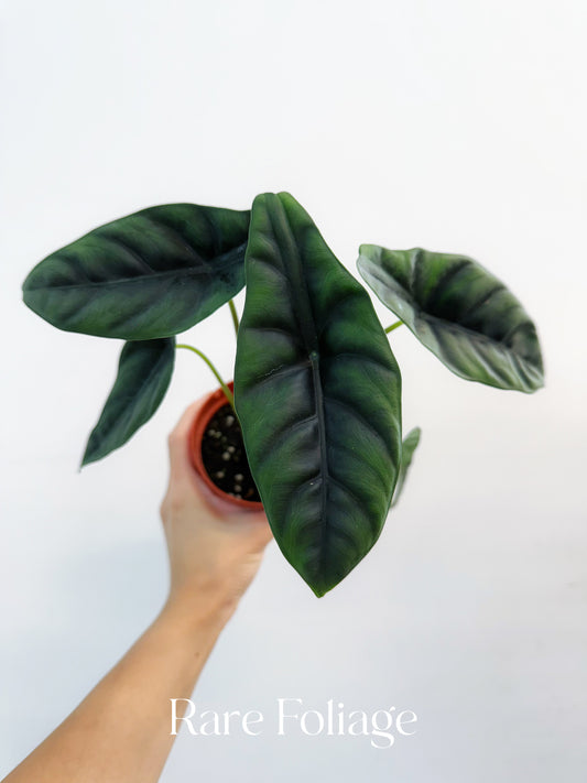 Alocasia Venusta 4"