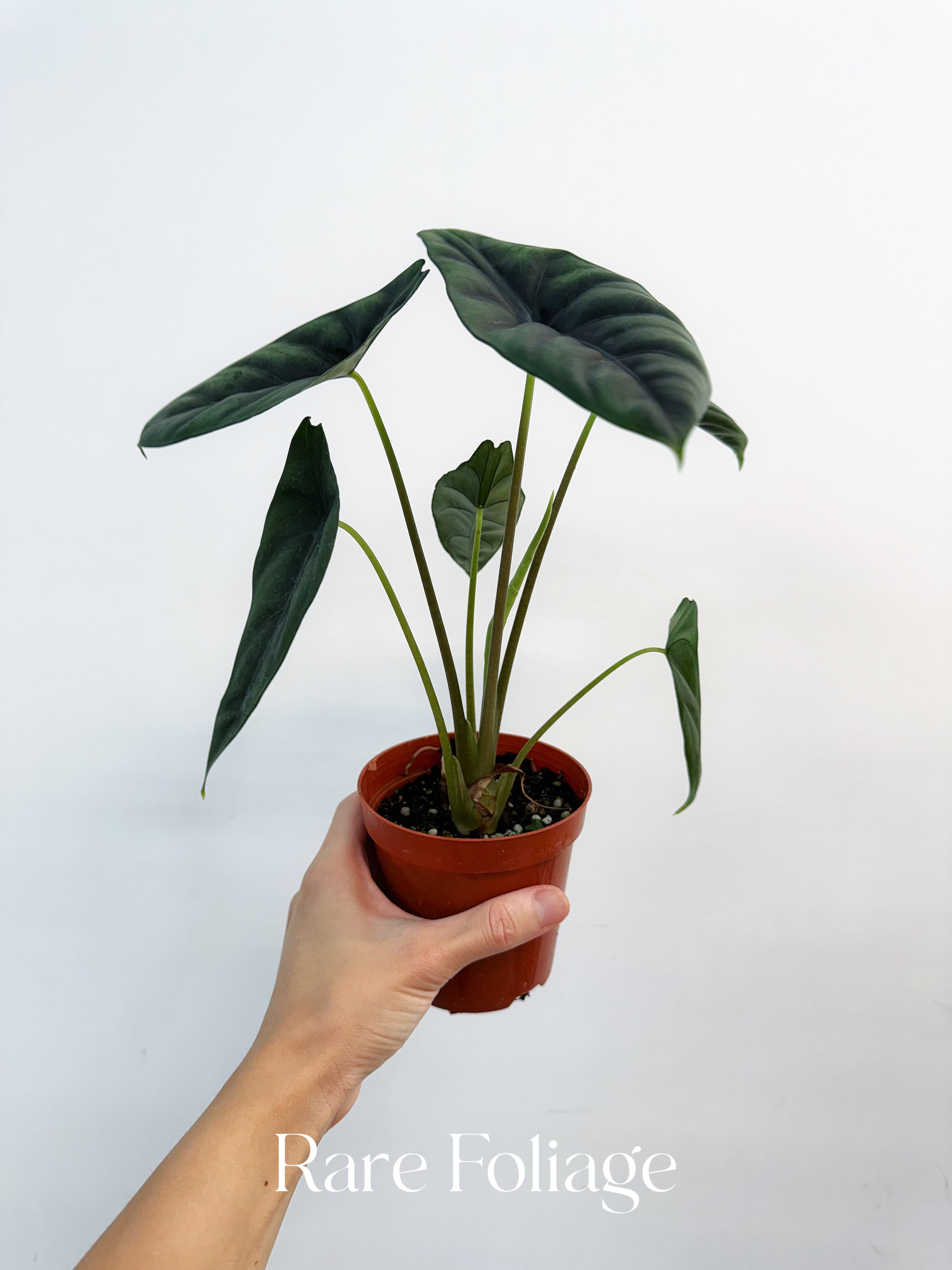 Alocasia Venusta - Thumbnail 2
