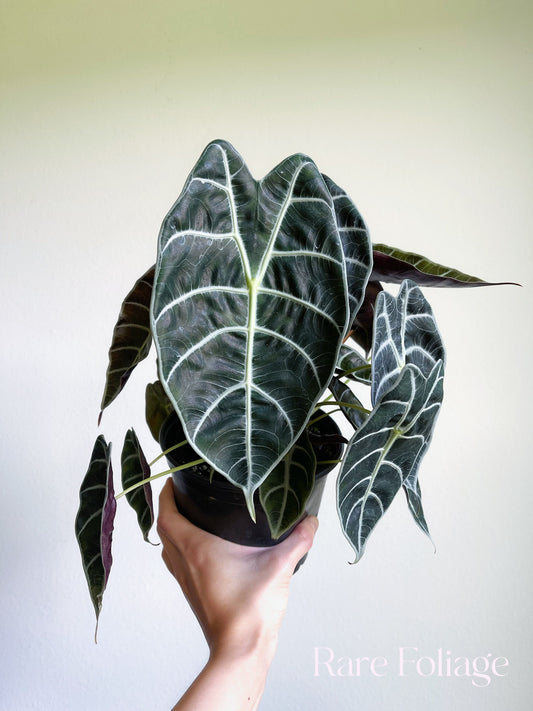 Alocasia Watsoniana 6” Large