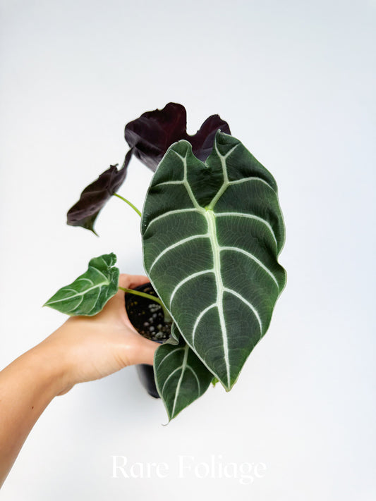 Alocasia Watsoniana 4”