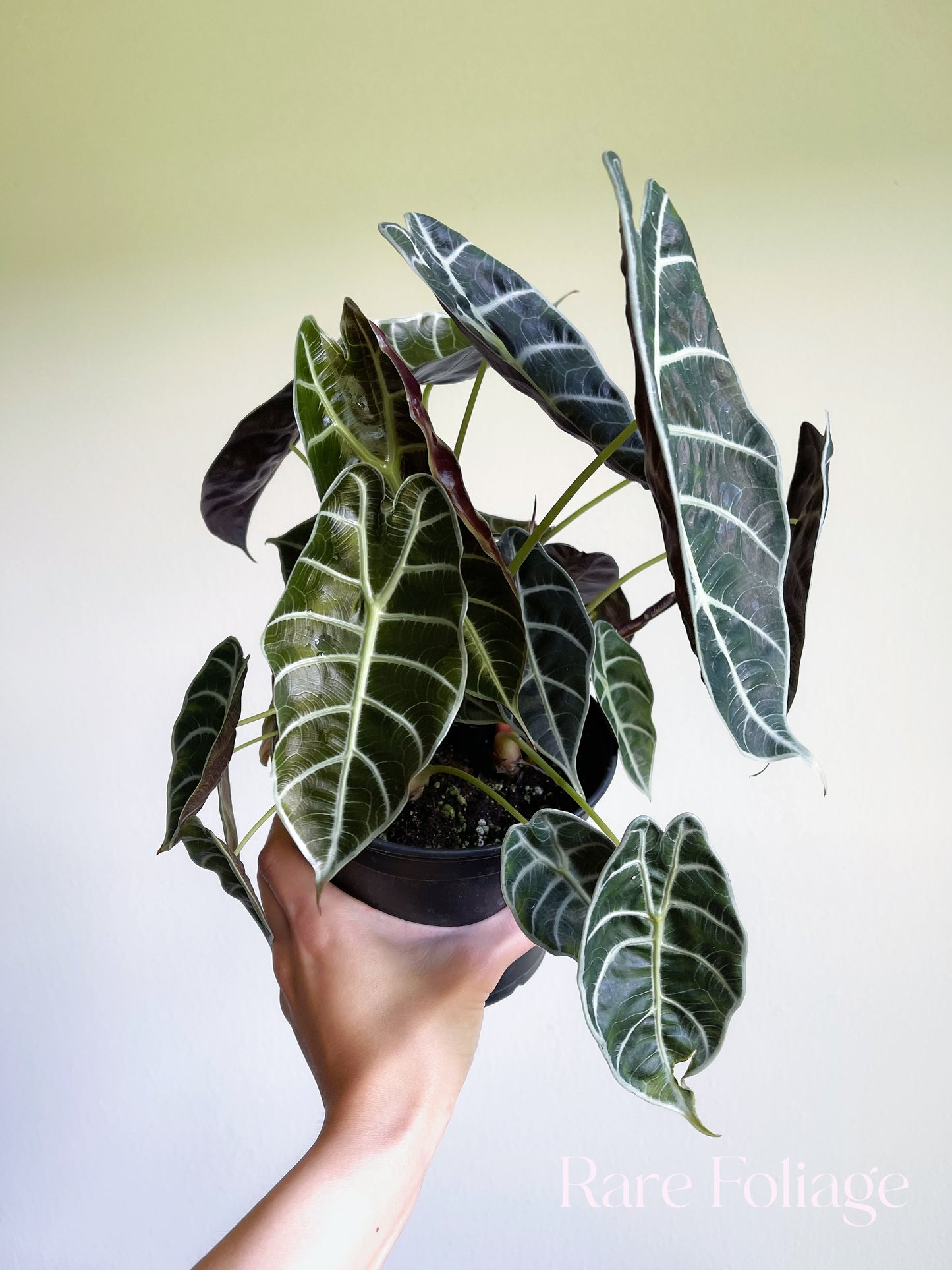 Alocasia Watsoniana 6” Large