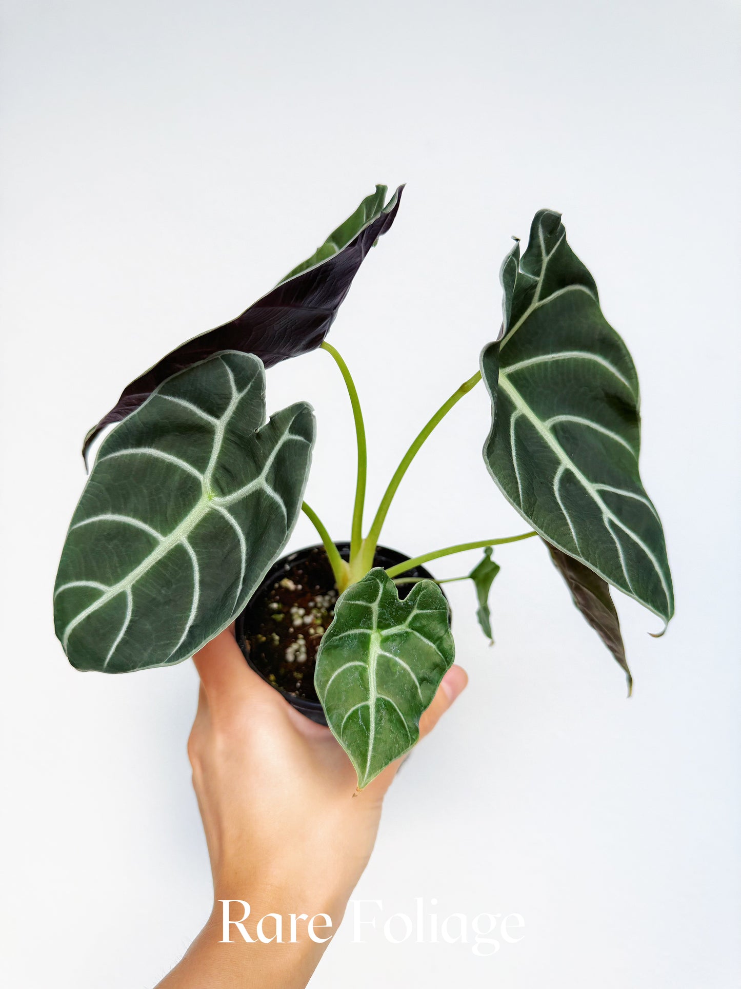 Alocasia Watsoniana 4”