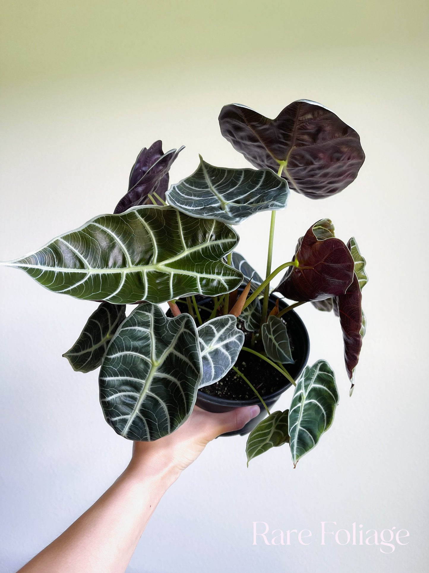 Alocasia Watsoniana 6” Large