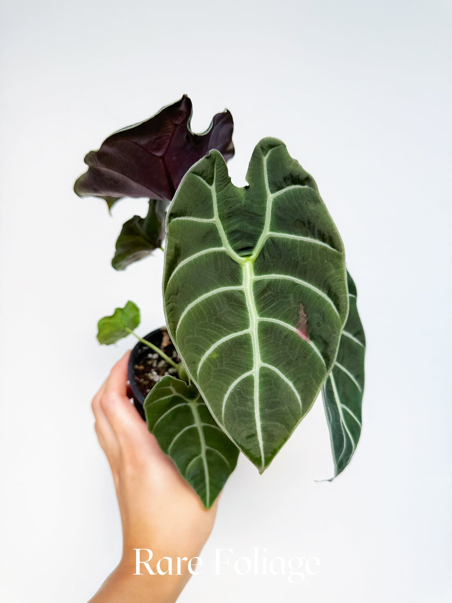 Alocasia Watsoniana 4”