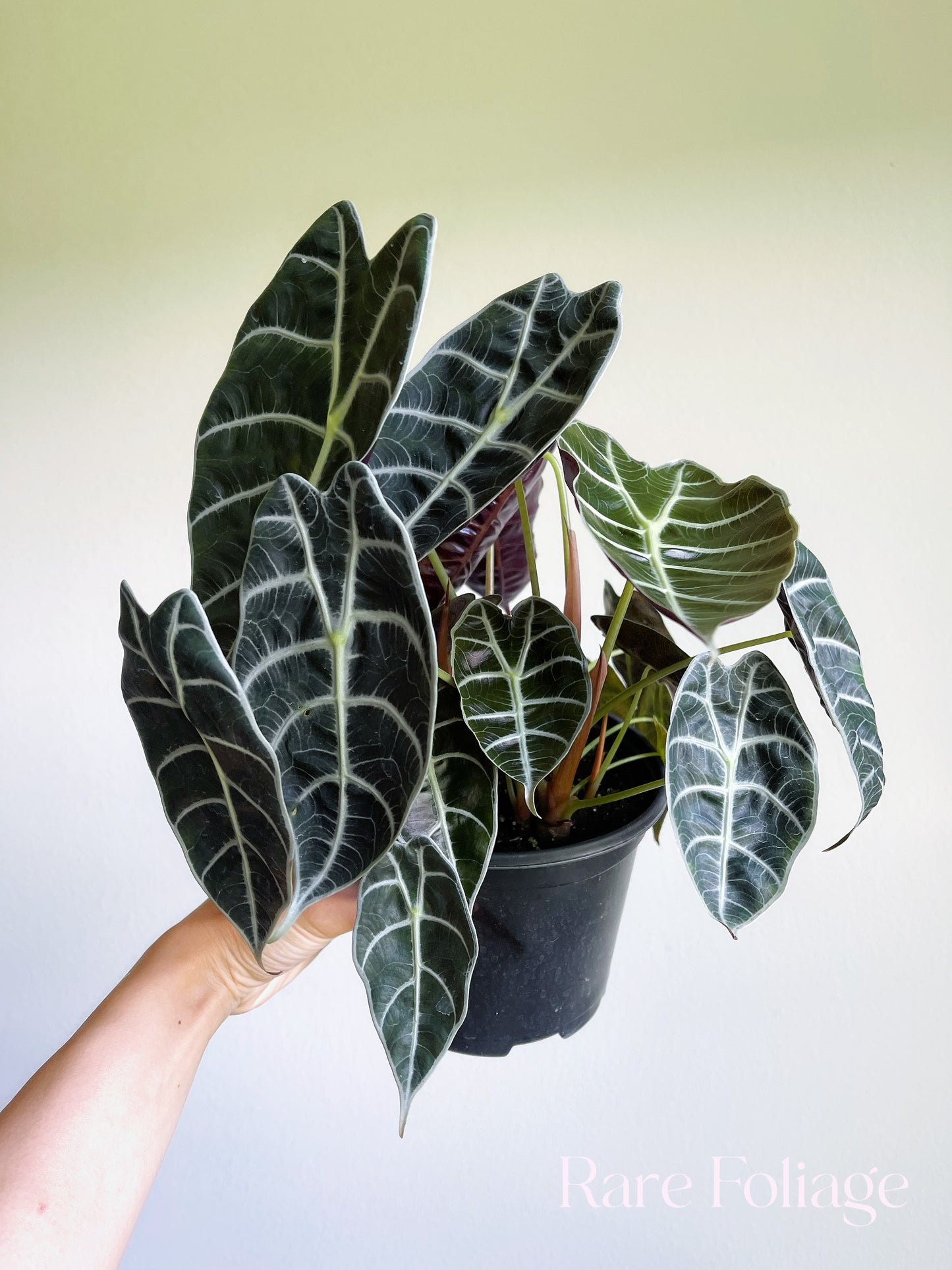 Alocasia Watsoniana 6” Large