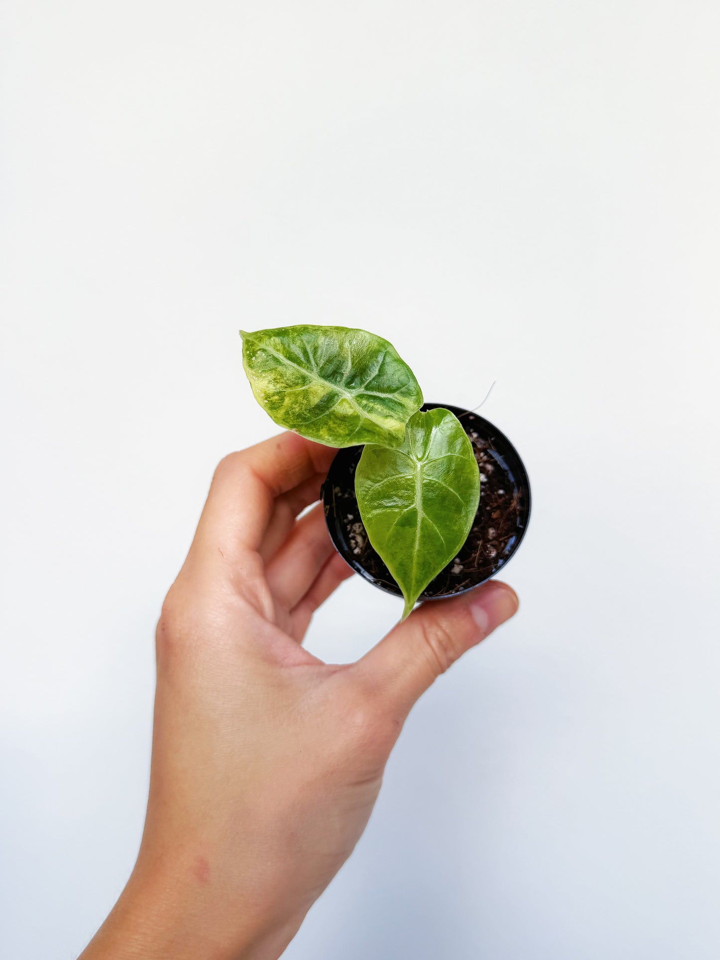 Alocasia Watsoniana Aurea Variegated 2”