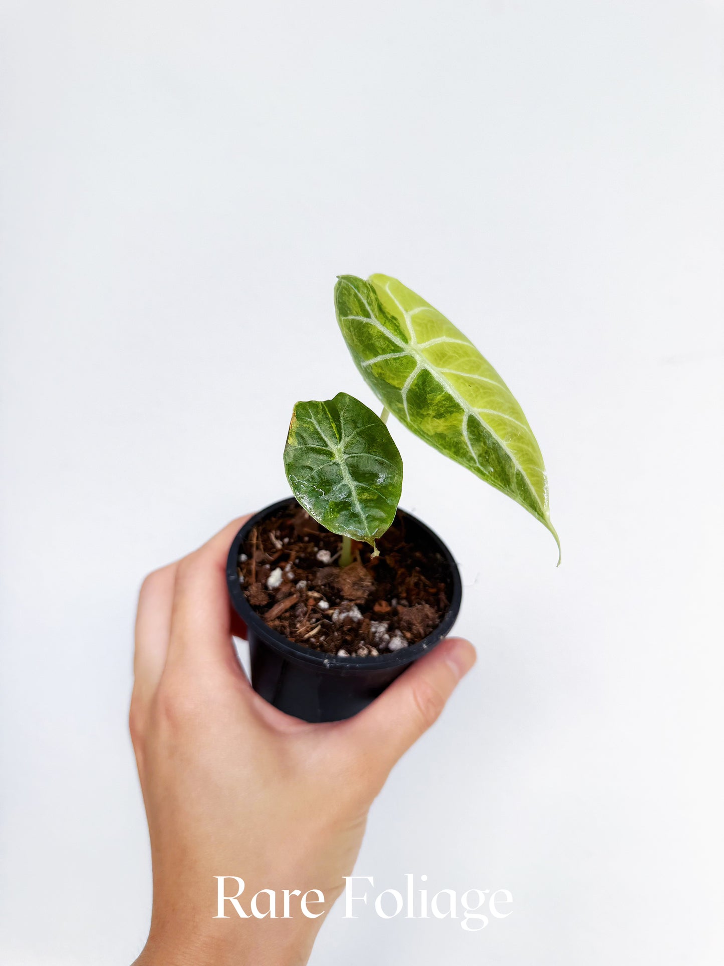 Alocasia Watsoniana Aurea Variegated 3"