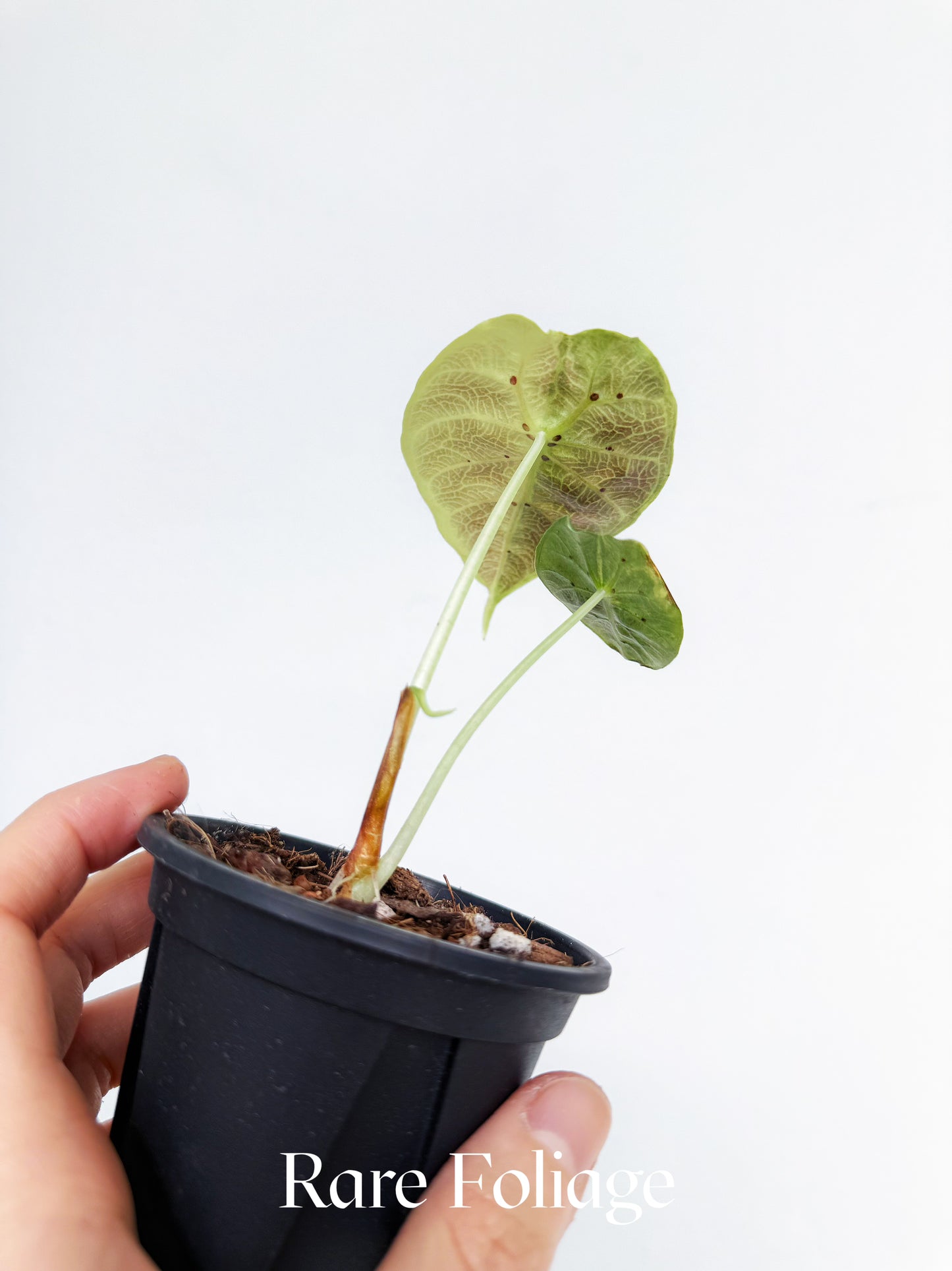 Alocasia Watsoniana Aurea Variegated 3"