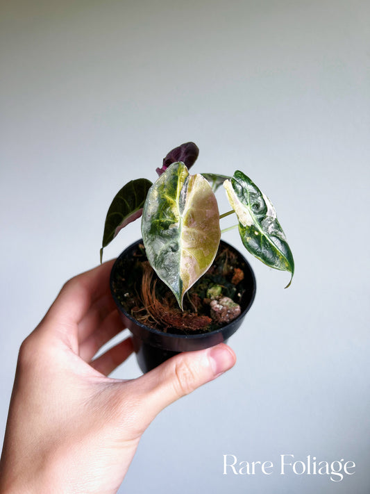 Alocasia Watsoniana Pink Variegated 3” Exact Plant