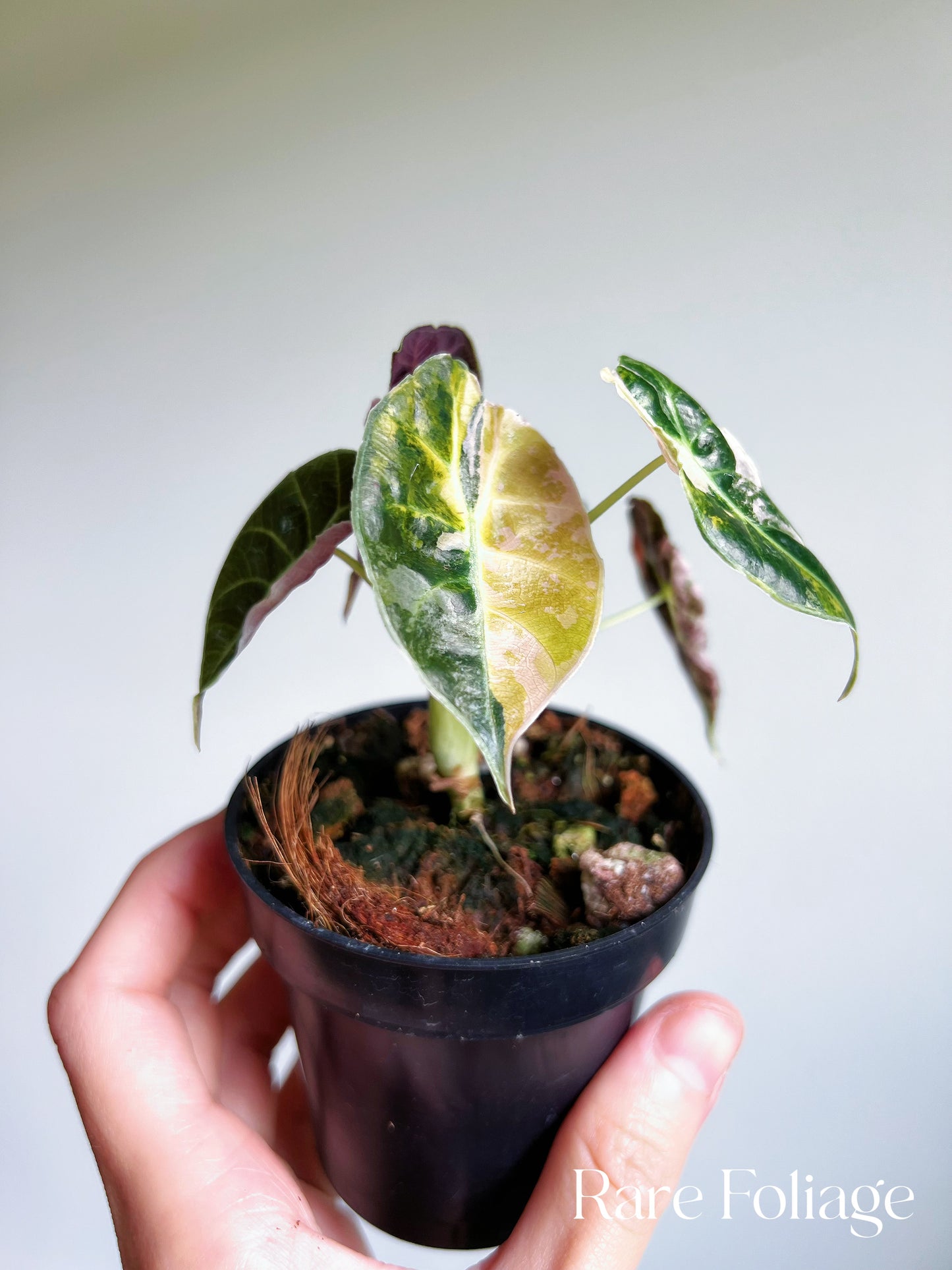 Alocasia Watsoniana Pink Variegated 3” Exact Plant