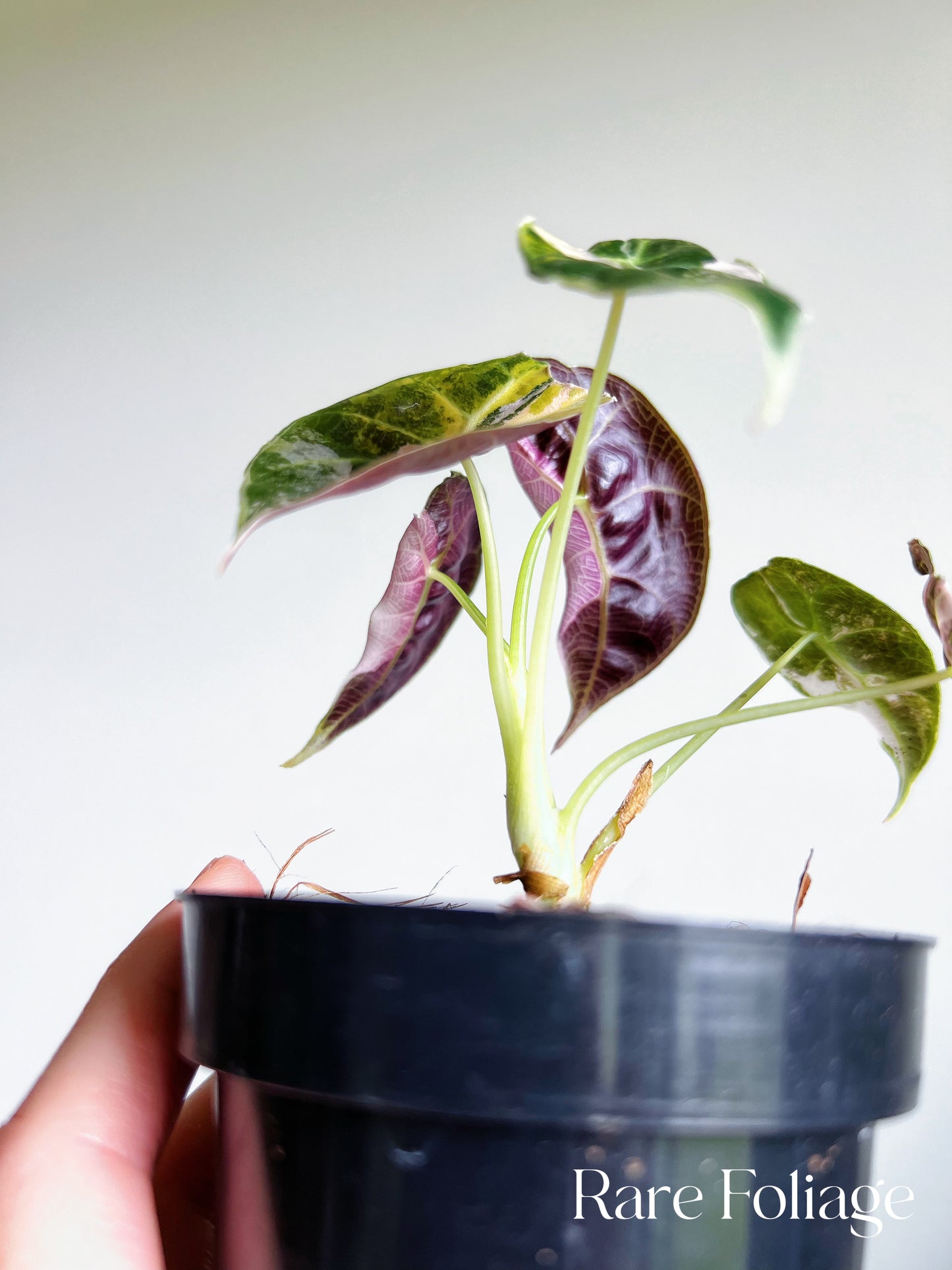 Alocasia Watsoniana Pink Variegated 3” Exact Plant