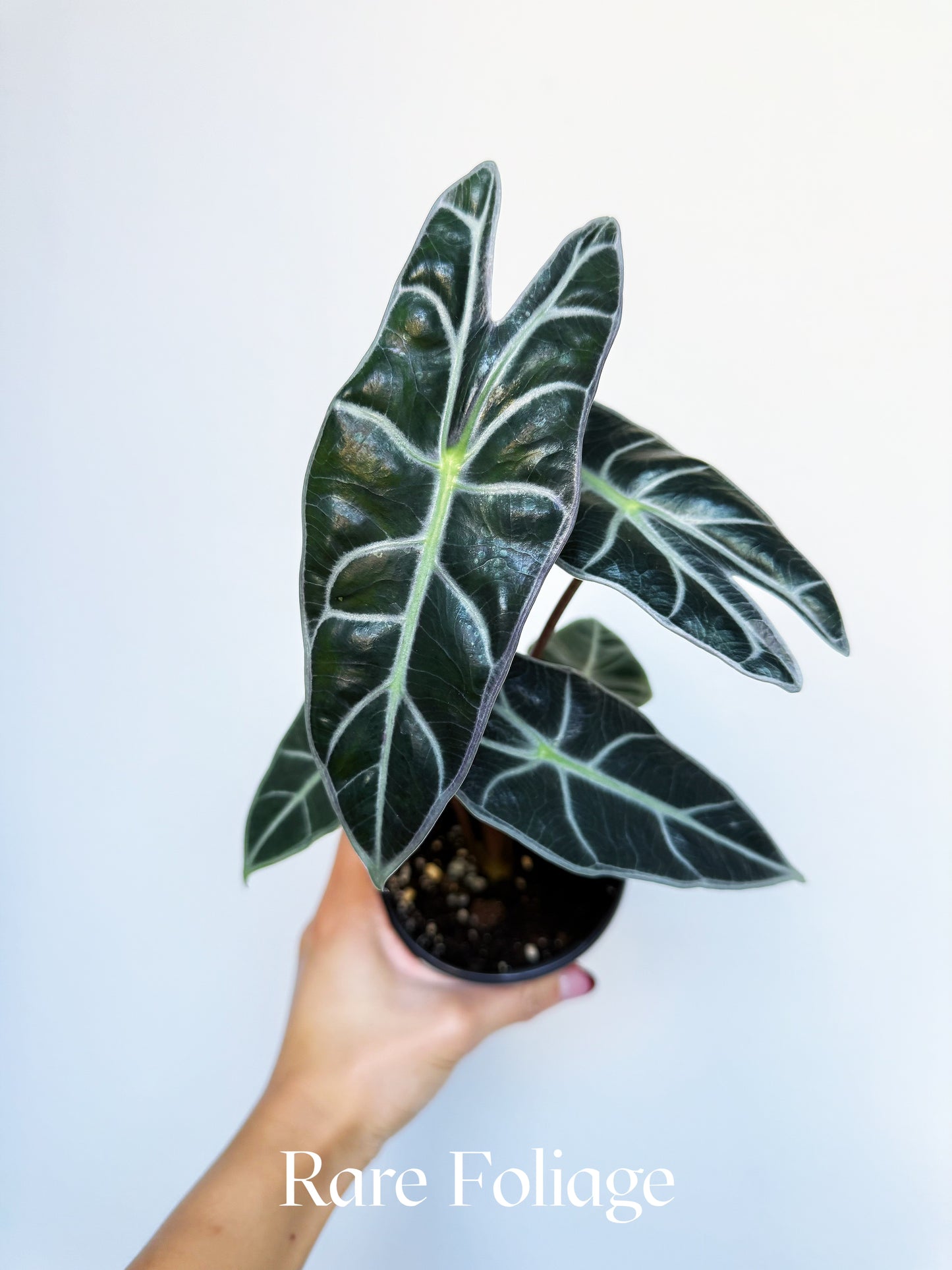 Alocasia Watsoniana Red Vein 4"