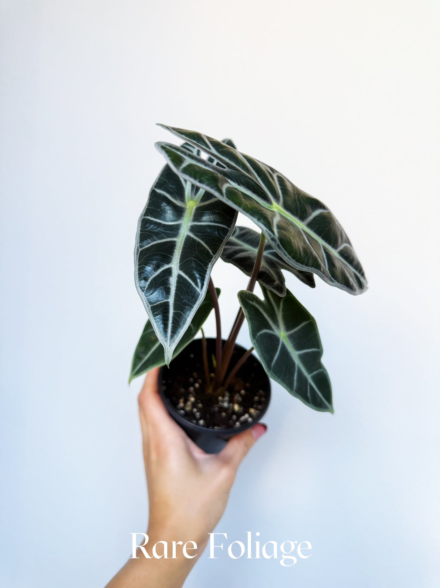 Alocasia Watsoniana Red Vein 4"
