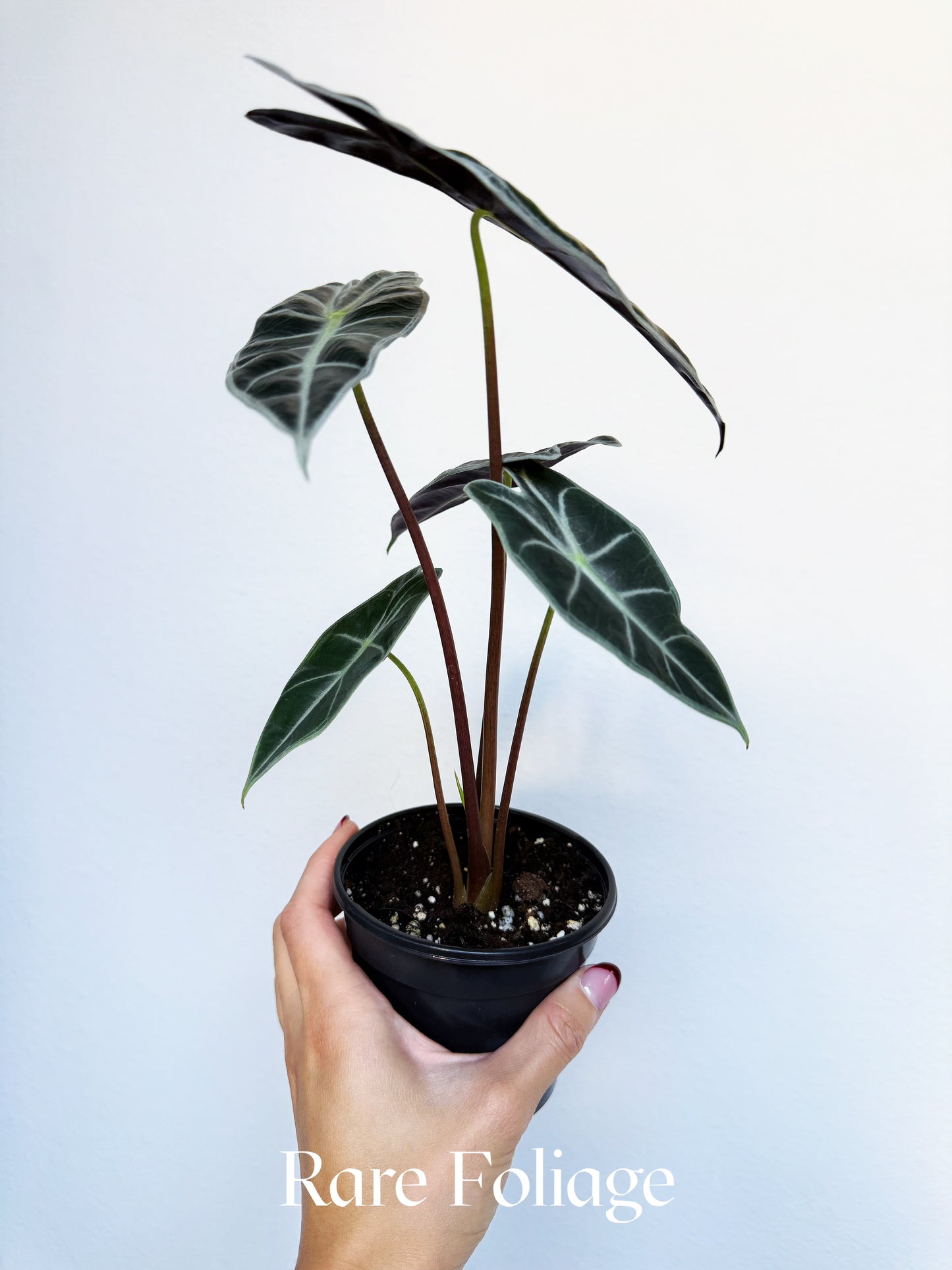 Alocasia Watsoniana Red Vein 4"