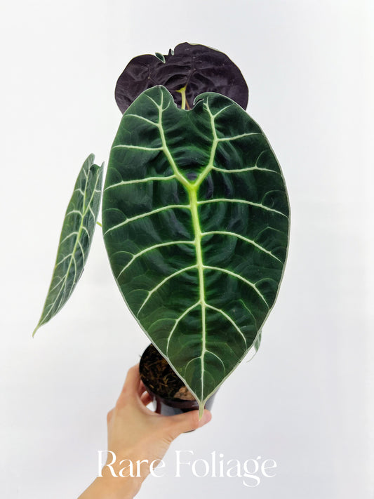 Alocasia Watsoniana Velvet 4”