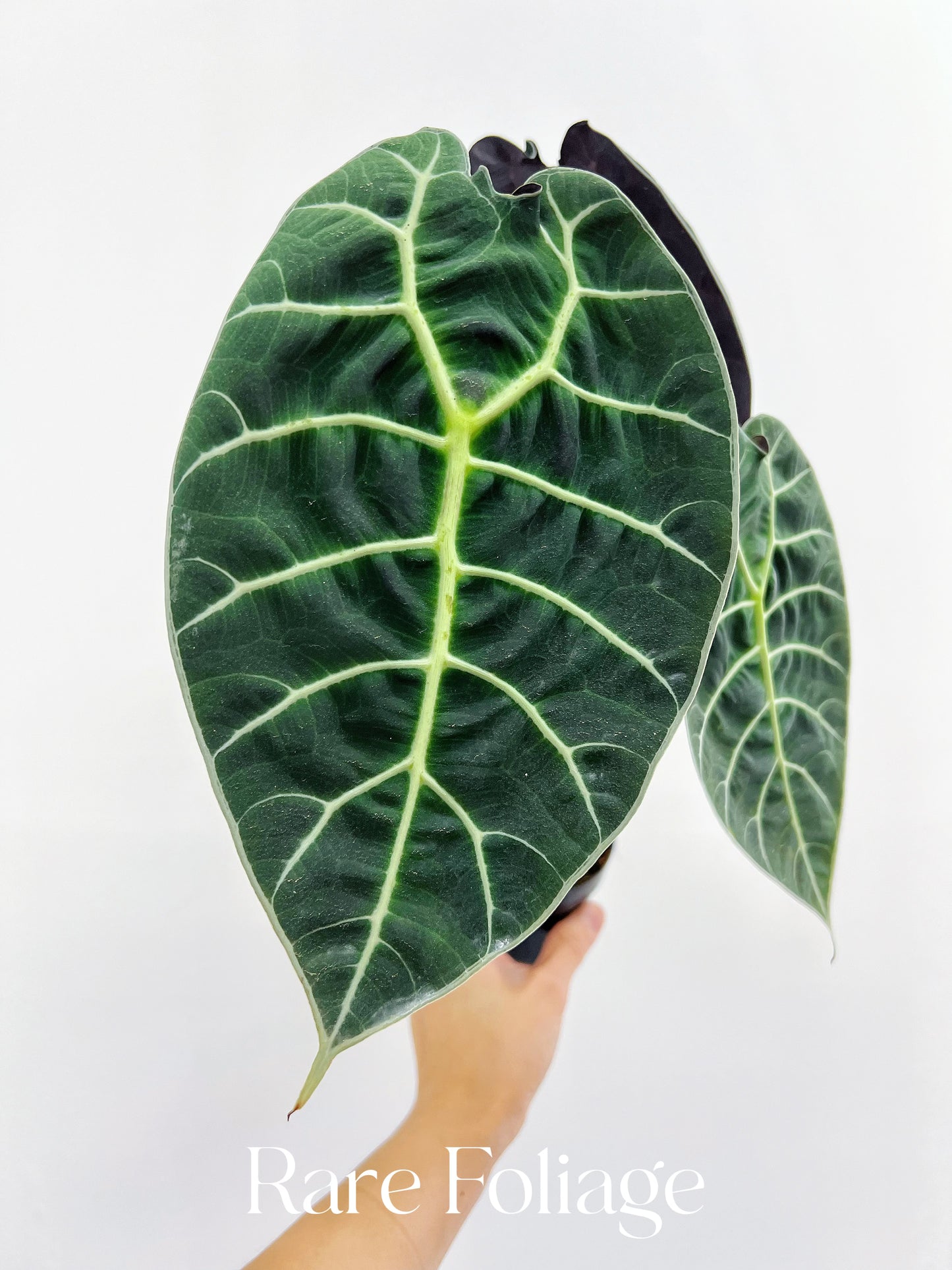 Alocasia Watsoniana Velvet 4”