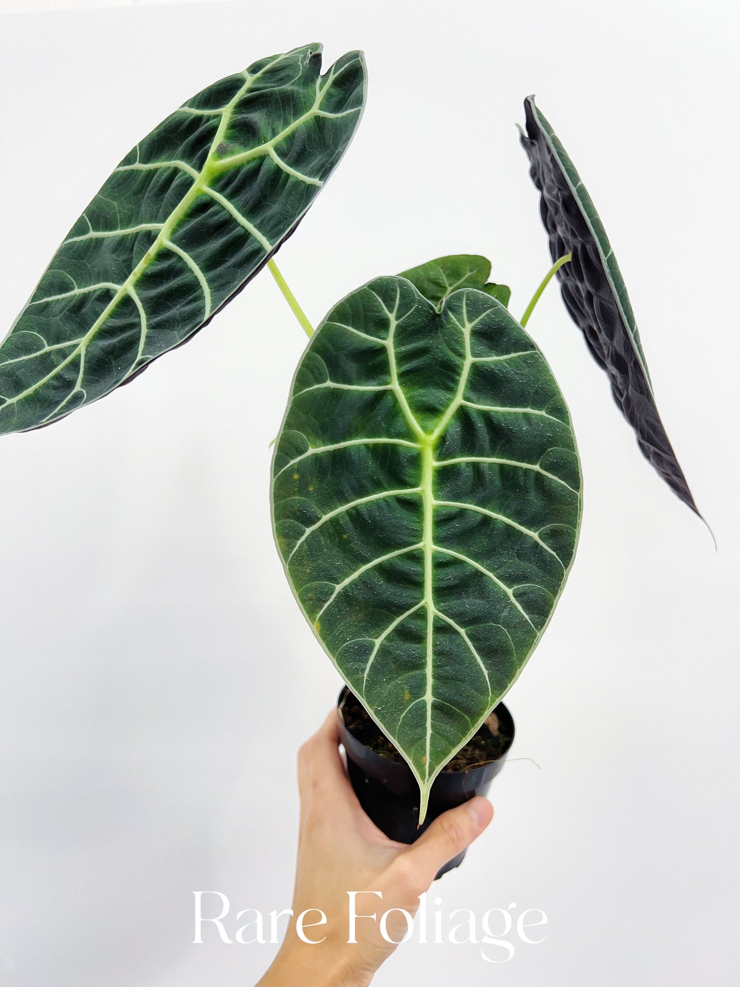 Alocasia Watsoniana Velvet 4”