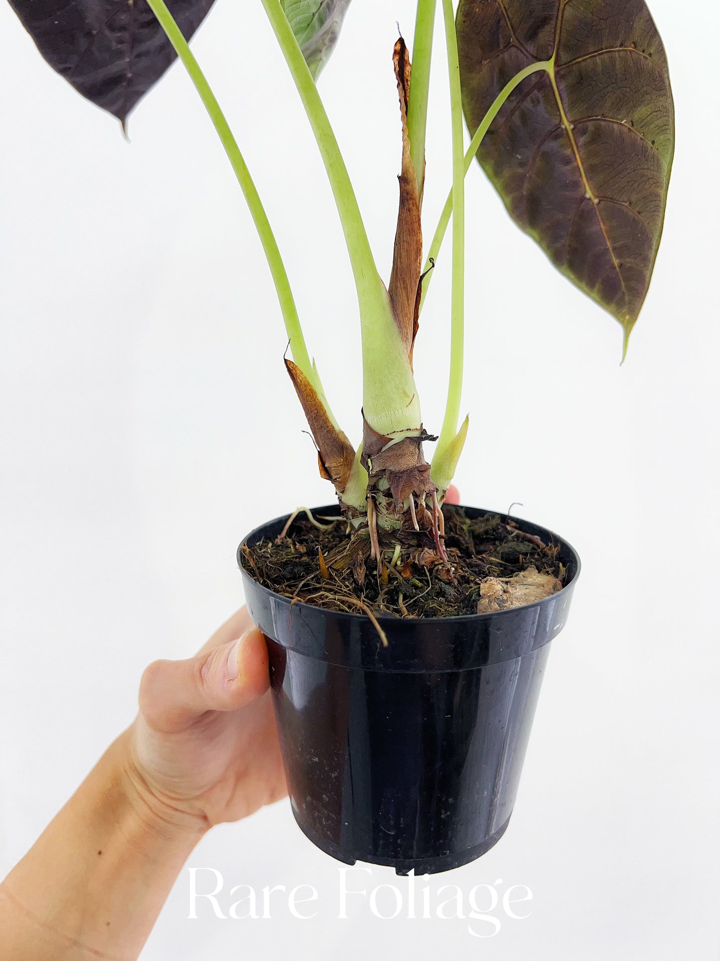 Alocasia Watsoniana Velvet 4”