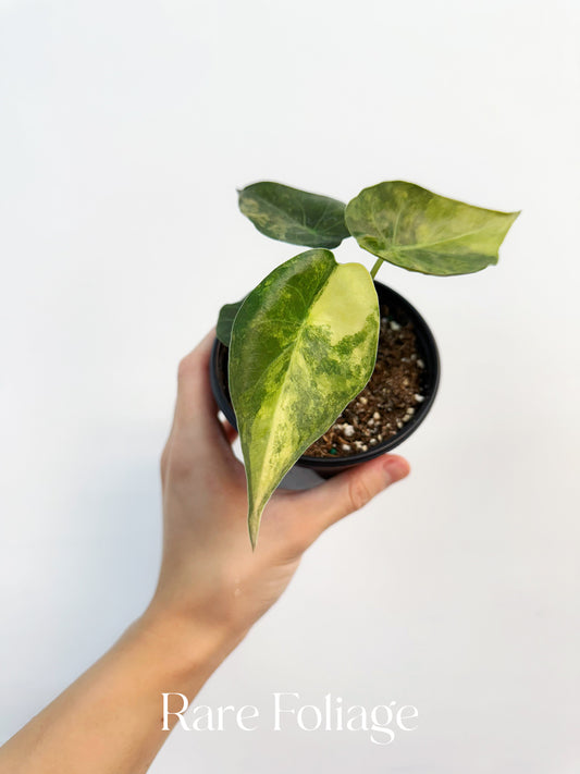 Alocasia Wentii Variegated 4”