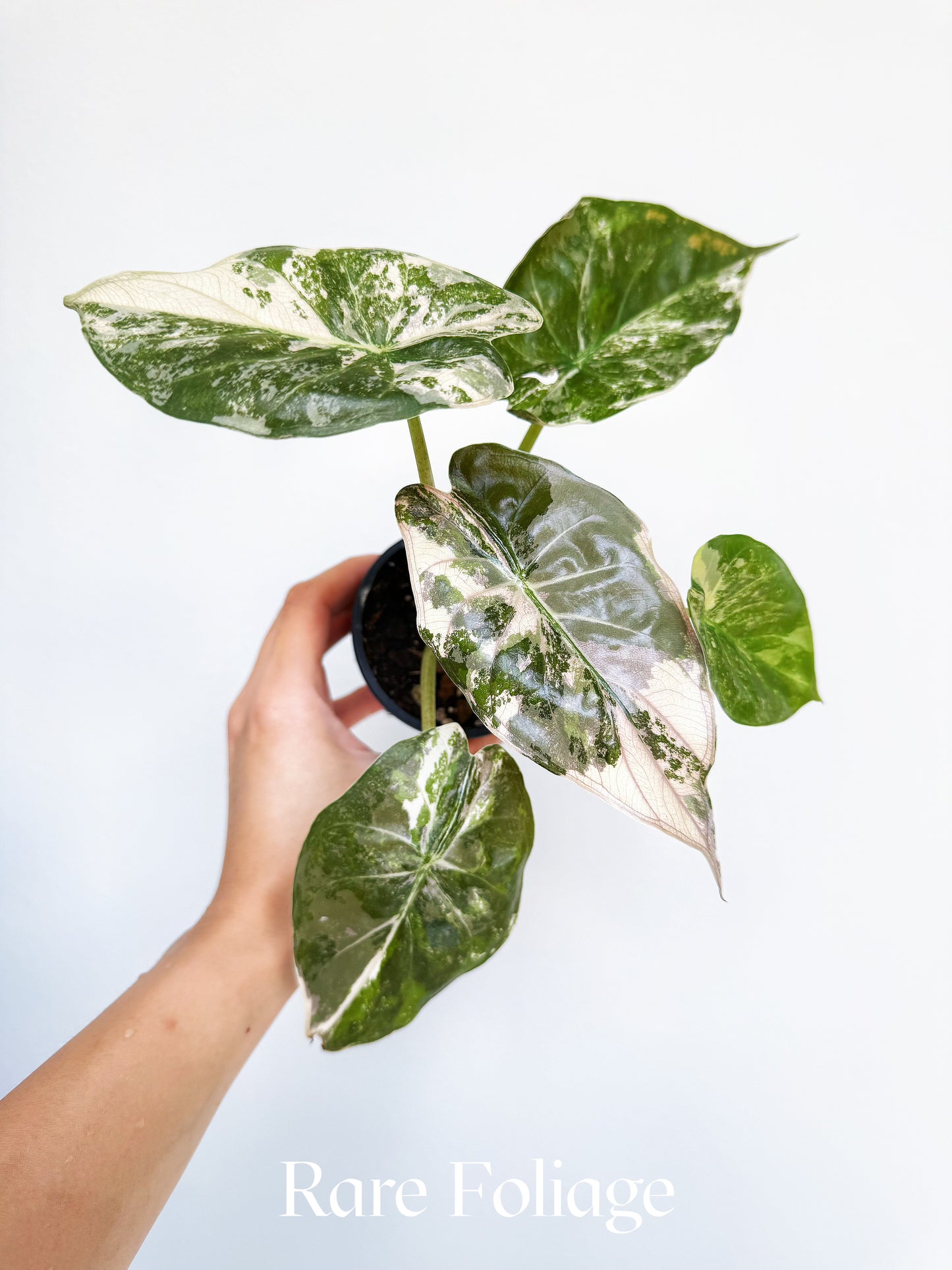 Alocasia Wentii Albo Pink 3” Exact