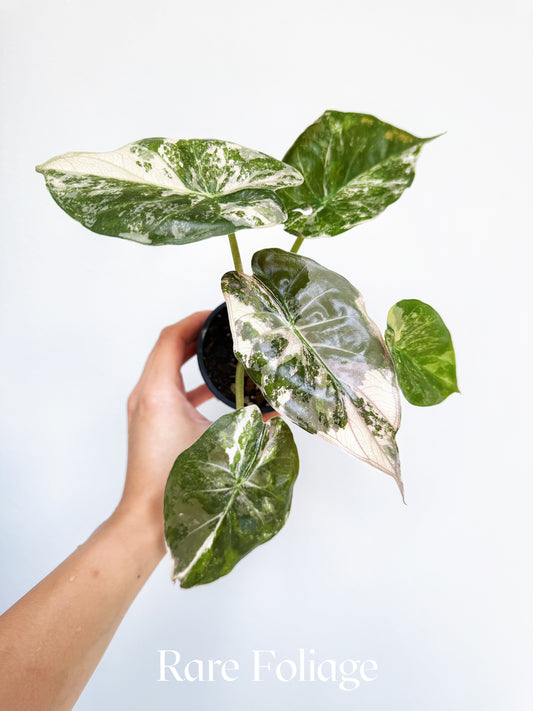 Alocasia Wentii Albo Pink 3” Exact