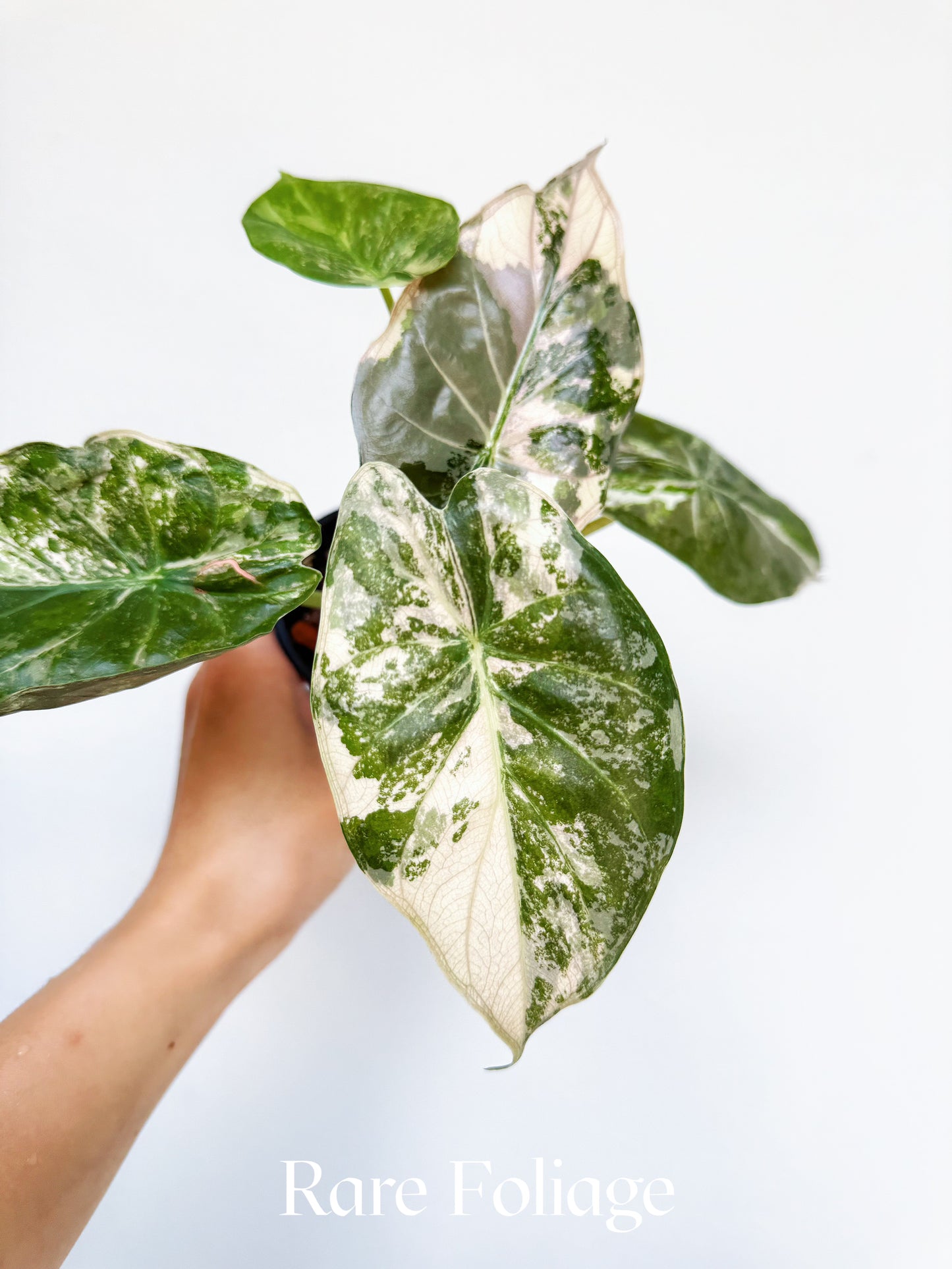 Alocasia Wentii Albo Pink 3” Exact