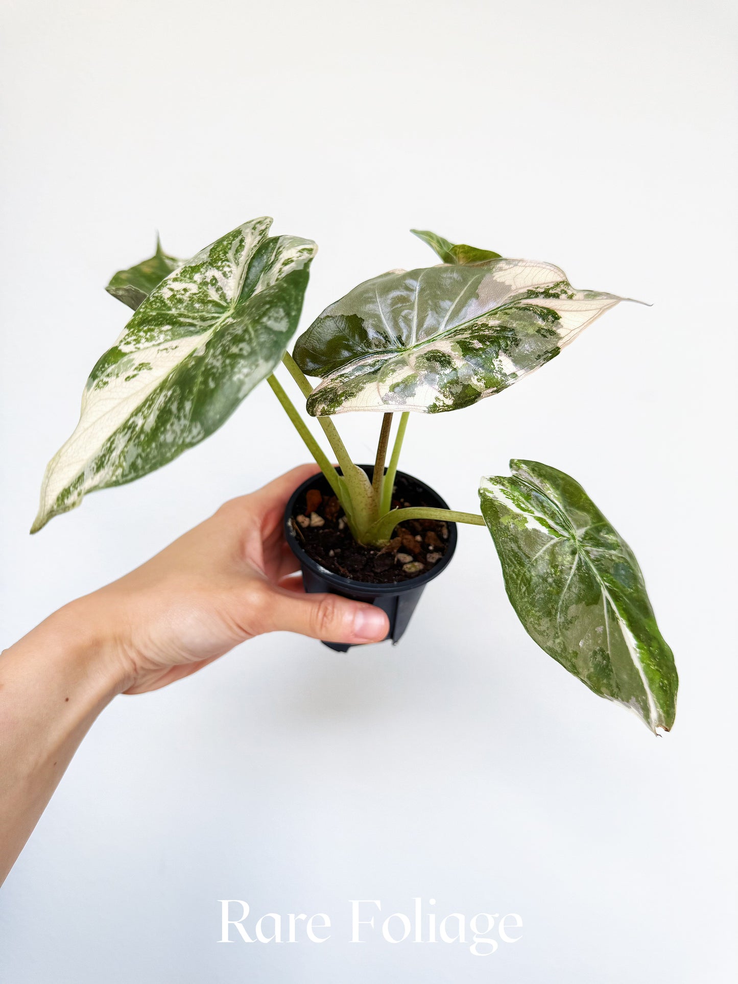 Alocasia Wentii Albo Pink 3” Exact