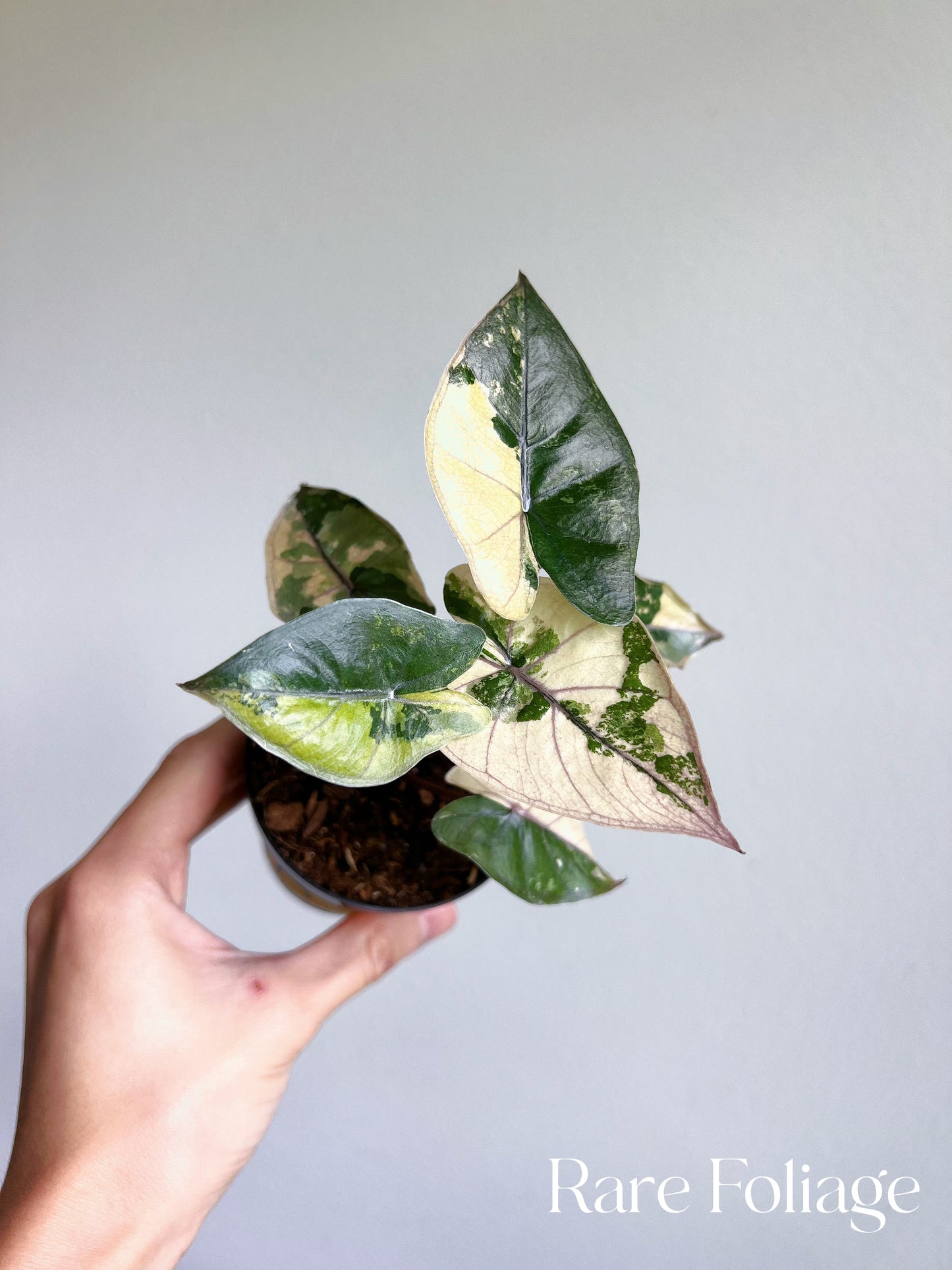 Alocasia Yucatán Princess Variegated 3”