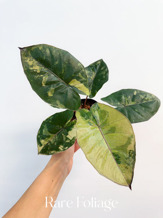 Alocasia Yucatán Princess 4”